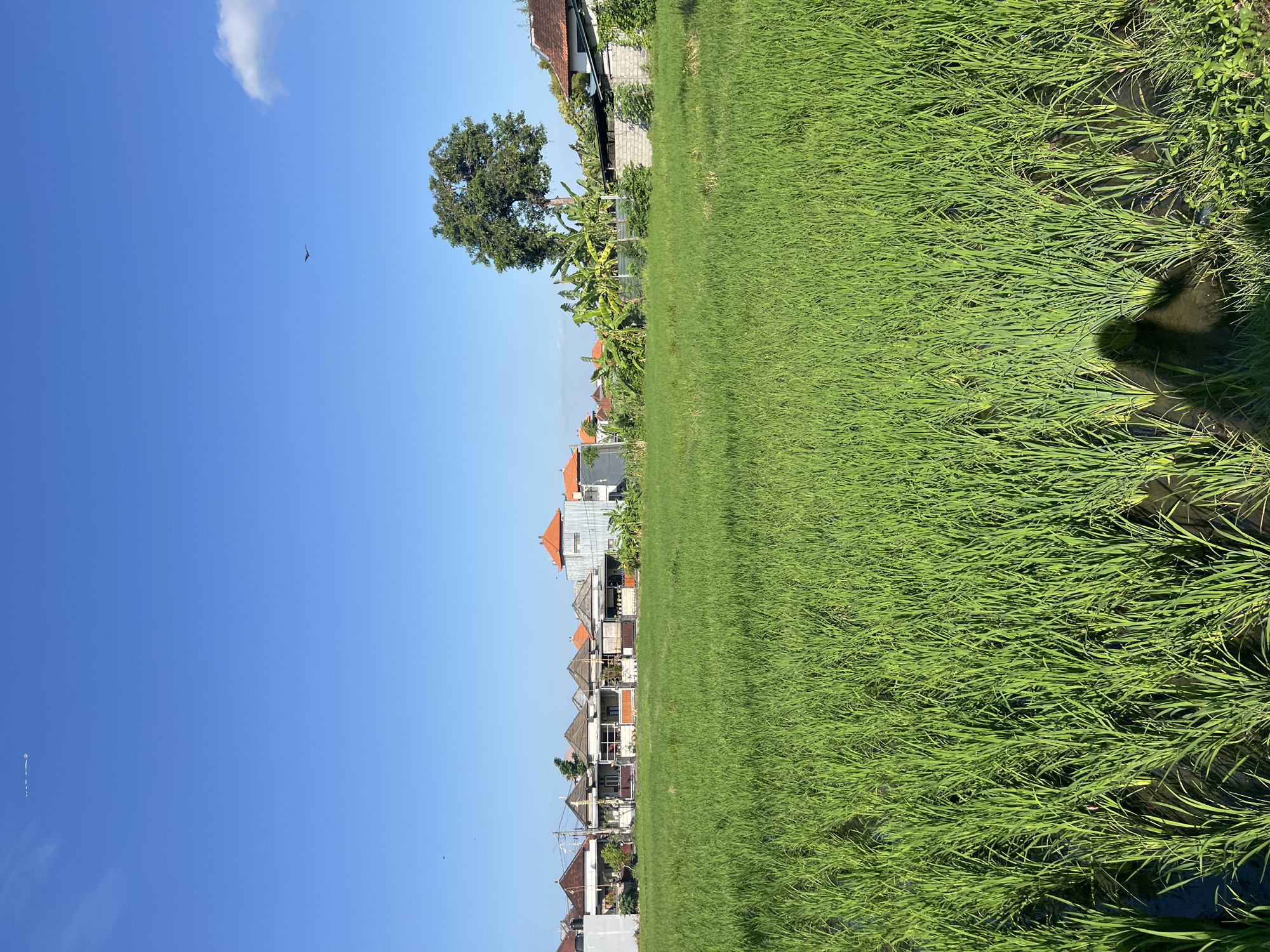 This is a vertical, eye-level, outdoor shot of a lush green rice paddy in Sukawati, Indonesia. The sun is shining brightly, casting a shadow on the rice paddy and creating a high contrast scene. The sky is a clear, vibrant blue with a few wispy clouds. In the distance, a row of houses with terracotta roofs lines the edge of the paddy, indicating a residential area. A large tree stands tall near the houses, its branches reaching towards the sky. The scene appears serene and tranquil, suggesting a peaceful rural setting. There are no people or animals visible in the frame. The image captures the natural beauty of the Indonesian landscape, with the verdant rice fields contrasting with the clear blue sky and the charming village architecture. The time of day appears to be late morning or early afternoon, given the bright sunlight and the length of the shadows.