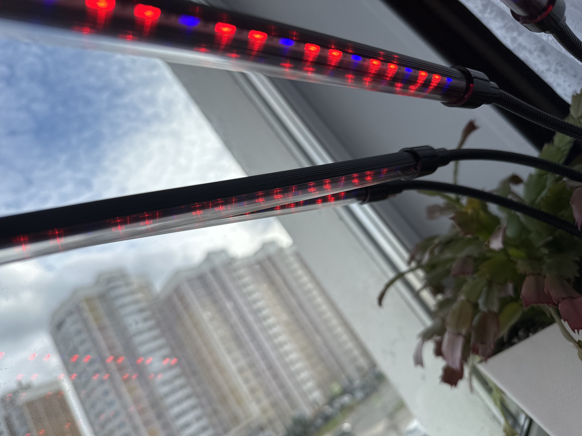 The image shows a close-up view of a plant growing on a windowsill. The plant appears to be a Christmas cactus, with fleshy, segmented leaves and developing pink buds. It is in a white pot.
In front of the plant, two LED grow lights are positioned. These lights are cylindrical and black, with a ribbed texture. They emit a combination of red and blue light, indicating they are designed to promote plant growth. One light is more in focus and shows a clear arrangement of red LEDs with occasional blue ones interspersed. The other light is slightly out of focus but also shows the red and blue LED pattern.
Beyond the windowsill, through a slightly hazy or possibly wet window, a large, multi-story building is visible. The building is light-colored, likely beige or pale yellow, and has a repetitive pattern of windows. The sky above is cloudy with patches of blue. The overall impression is of an indoor scene where a plant is being artificially illuminated for growth, with an urban environment visible outside.
The presence of the building in the background, its architectural style and the associated urban environment, are consistent with the city of Podolsk, Russia.