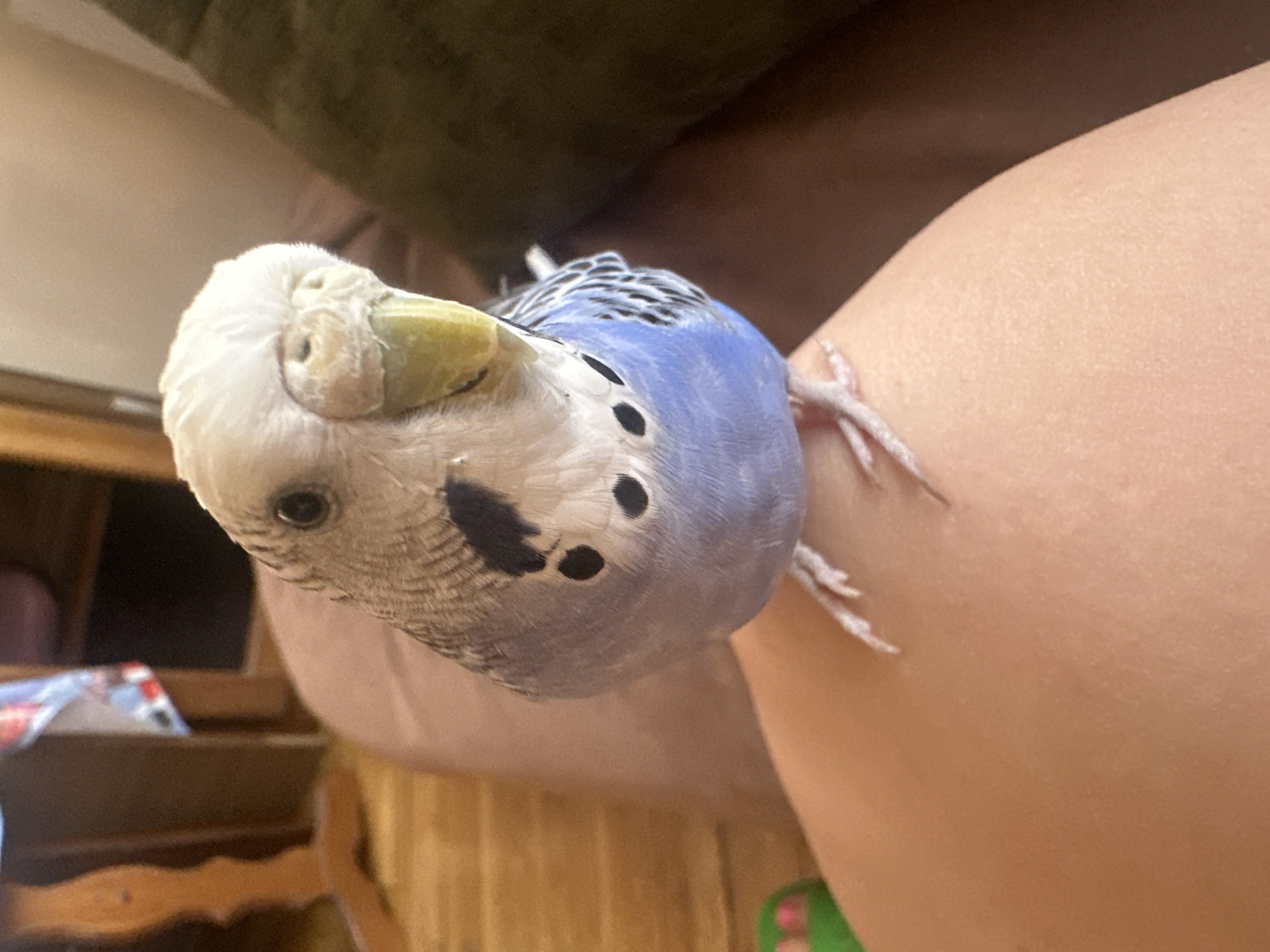 A light blue budgerigar is perched on a person's bare leg. The bird's head is tilted forward and slightly to the left, with its yellow beak prominent. Its white head feathers are fluffy, and it has black markings on its cheeks. The bird's body is a vibrant blue, with black and white patterned wings. The person's leg is light-skinned and smooth, providing a neutral background. In the background, a wooden piece of furniture and a dark brown fabric can be seen. The scene appears to be indoors, possibly in a living room.