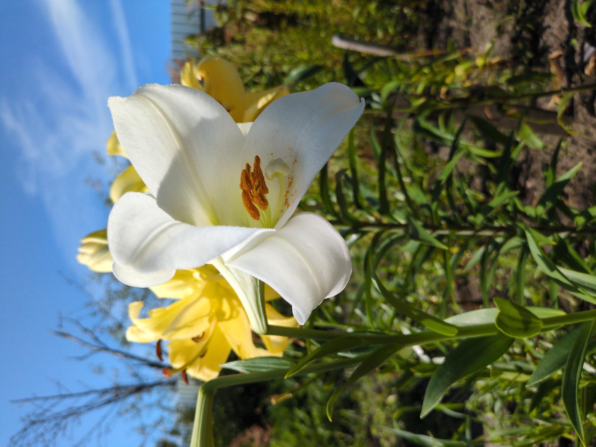 The photograph, taken in Kulebaki, Russia, features a close-up view of a white lily in bloom, its petals delicately textured and showing subtle water droplets. The lily's stamens, a vibrant orange, are prominently displayed. Behind the white lily, a cluster of yellow lilies are visible, some in full bloom and others as buds. The background consists of lush green foliage, suggesting a garden or natural setting, under a bright blue sky with scattered white clouds. A wooden fence can be seen in the far distance. The image is captured from a low angle, focusing on the intricate details of the flowers and their immediate surroundings.