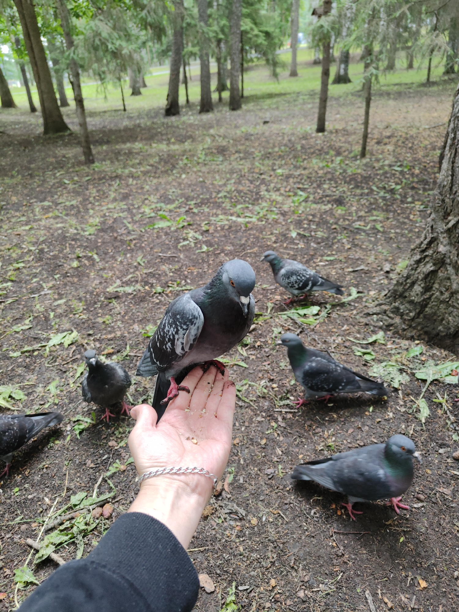 A close-up, high-angle shot captures a human hand feeding multiple pigeons in a park setting. The right hand, light-skinned, is open and palm-up, holding small crumbs or birdseed. A silver chain bracelet is visible on the wrist, which is covered by a dark, possibly black, sleeve.
A grey rock pigeon stands firmly on the palm, its red feet visible, with its head bent down, actively eating from the hand. Its plumage shows typical grey tones with iridescent neck feathers and black wing bars. Around the hand, on the dark brown earth, at least five other pigeons are present. Some are foraging on the ground, while others stand nearby, looking towards the food source. These pigeons exhibit similar grey plumage, with some showing green and purple iridescence on their necks.
The ground is covered with dark brown soil, scattered with dry leaves, small twigs, and sparse patches of green vegetation. In the soft-focused background, numerous tall, slender tree trunks with green foliage create a dense, wooded park environment. Patches of lighter green grass are visible further in the distance between the trees. The lighting is soft and diffused, suggesting an overcast day or a heavily shaded area, with no harsh shadows present. The specific location is in the city of Unknown, Unknown.