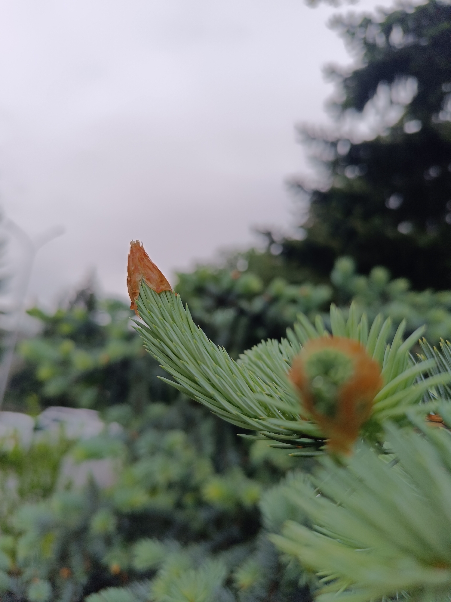 A close-up shot depicts the fresh growth of an evergreen tree, specifically the needle-like foliage and developing buds, against a blurred background of similar vegetation. The sky is overcast. The location is in the city of Lermontov, Russia.