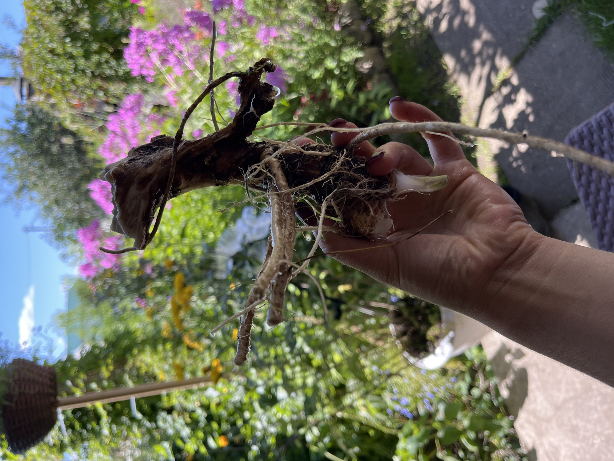 A person is holding a plant root with a brown, gnarled rhizome and white, fibrous roots. The plant is held in front of a blurred garden background, featuring pink and yellow flowers, green foliage, and a blue sky with some clouds. The setting appears to be outdoors in a garden, potentially in the city of Dunilavichy Sel'ski Savet, Belarus, given the context. The lighting suggests it is daytime with bright sunlight casting shadows.