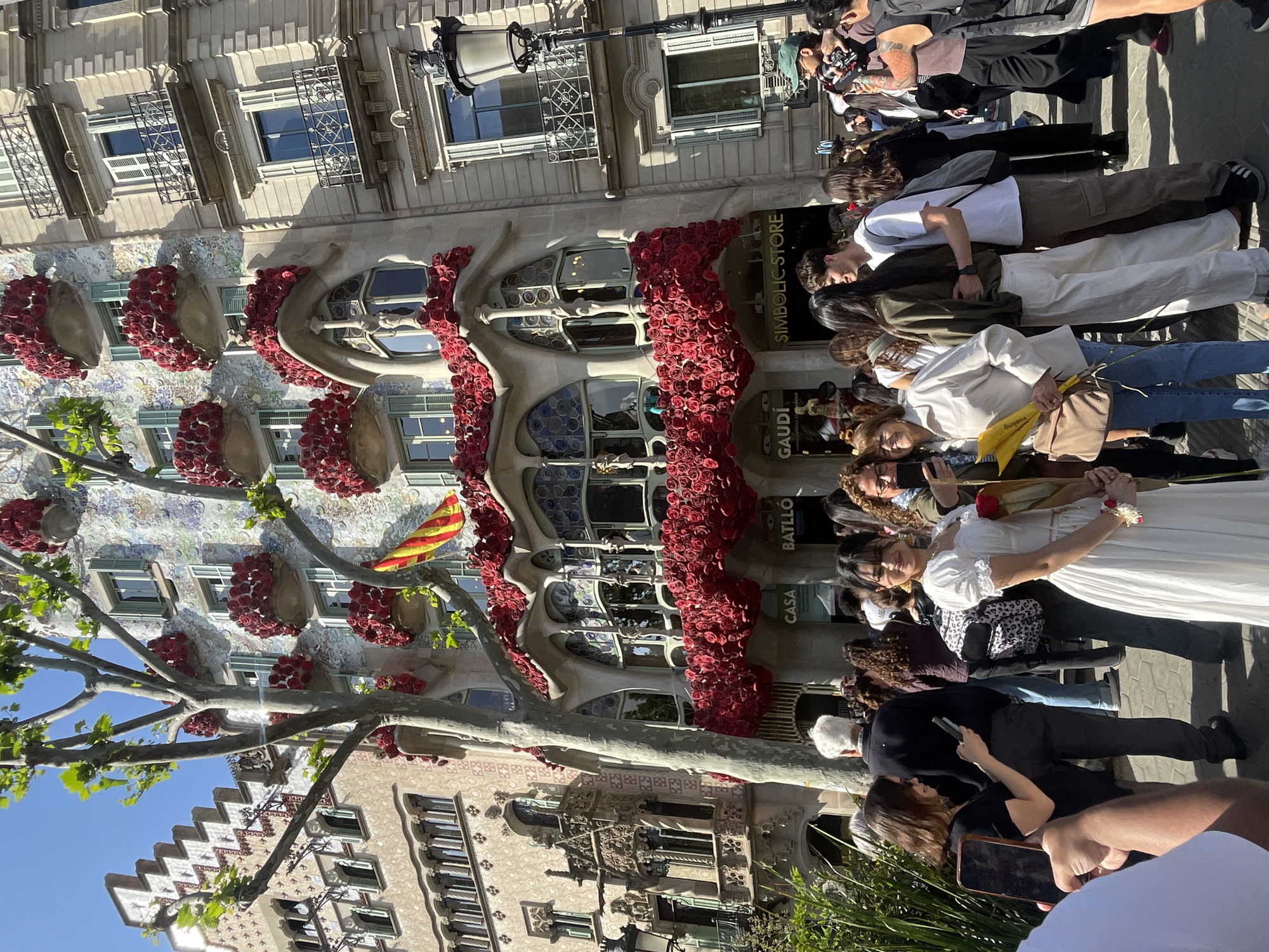This vibrant image captures a bustling street scene in Barcelona, Spain, centered around the iconic Casa Batlló, designed by Antoni Gaudí. The building's undulating facade is strikingly adorned with numerous clusters of red roses, appearing to cascade down its distinctive balconies and window frames, suggesting a celebration of Sant Jordi's Day. A yellow and red striped Catalan flag is visible hanging from an upper balcony, adding to the local flair.
A crowd of people of various ages fills the sidewalk in front of the building. Many are looking towards Casa Batlló, with some holding up smartphones, seemingly to photograph the elaborately decorated structure. One woman in a white dress stands prominently in the foreground, holding a single white rose and appearing to pose for a photograph, possibly for a special occasion or themed shoot. Other individuals are seen walking by, observing, or simply enjoying the sunny day.
The time of day is bright and clear, with a clear blue sky visible at the top left, indicating either morning or early afternoon. The sunlight casts subtle shadows, highlighting the architectural details and the textures of the building. Large, bare-branched trees with a few green leaves are positioned in front of the building, providing some shade.
Visible text on the storefronts at the base of Casa Batlló includes "SIMBOLIC STORE," "GAUDI," "CASA," and "BATLLO," clearly identifying the famous landmark and its associated gift shop. The overall atmosphere appears lively and celebratory, characteristic of a significant cultural event in a popular tourist destination.