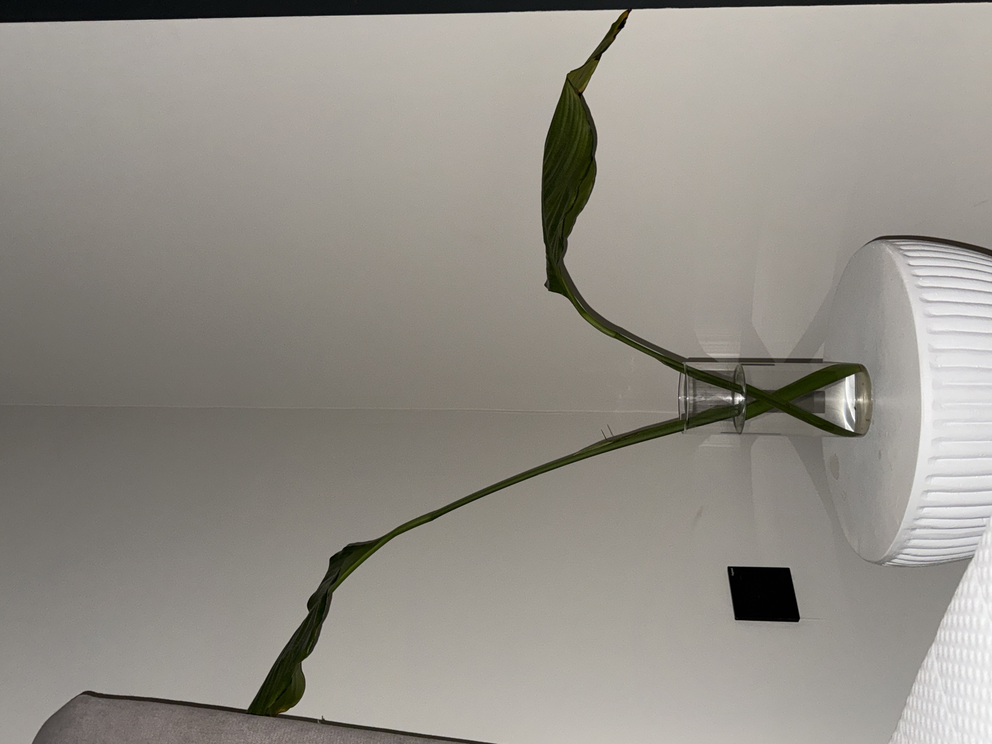 The image depicts a minimalist interior scene, likely within a residential or hotel setting in Dubai, United Arab Emirates. In the foreground, a small, fluted white side table supports a clear glass vase containing two long, green leaves. The leaves are angled outwards, creating a symmetrical V-shape. To the left of the vase, a black electrical outlet is visible on a light-colored wall. Behind the table, the wall continues, showing a corner where two walls meet. The lighting is dim, casting soft shadows and highlighting the textures of the surfaces. The overall aesthetic is clean and modern, consistent with contemporary design trends often found in Dubai. There are no people or animals visible in the image.