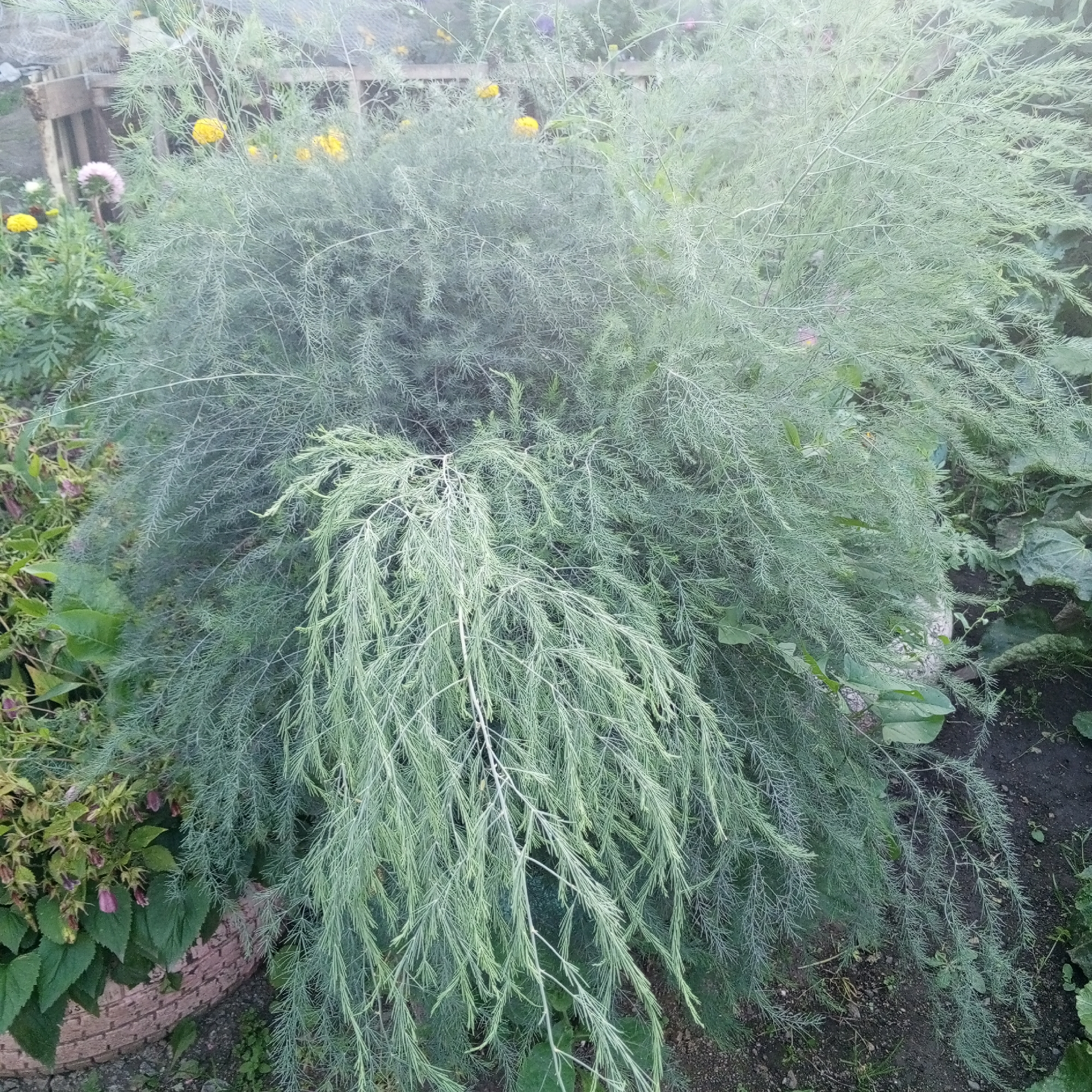 The image shows a large, feathery, light green plant with long, drooping branches, possibly asparagus fern, occupying the majority of the frame. In the background, to the left of the main plant, there are hints of other garden elements. These include some yellow flowers, a pinkish flower, and green foliage from other plants. A weathered wooden structure, possibly a fence or part of a garden bed, is visible behind the yellow flowers. A portion of a textured, reddish-brown planter or retaining wall is visible in the lower left corner. The ground is dark soil with some scattered small stones and green ground cover. The lighting suggests it is daytime, possibly overcast or early morning/late afternoon, given the soft light. The scene appears to be an outdoor garden. There are no people or animals visible. The location is identified as being in the city of Sayanogorsk, Russia.