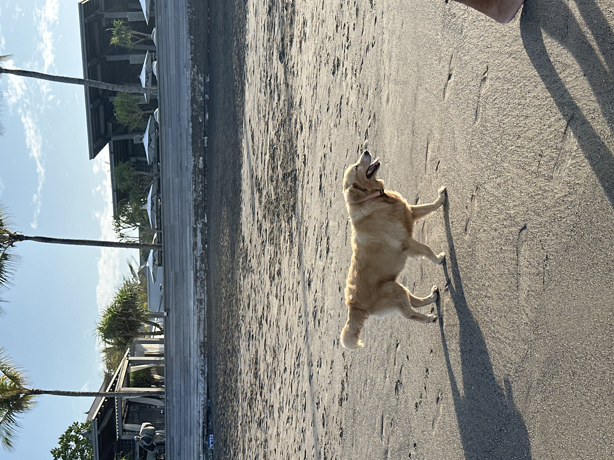 In North Kuta, Indonesia, a golden retriever dog walks on a sandy beach. The dog is light brown with a pink collar and its tongue is out. The beach is wet with some footprints in the sand. In the background, there are palm trees and a building with an open-air structure and white umbrellas. The sky is blue with some clouds. The image is taken from a low angle, showing the dog and the sand in the foreground.