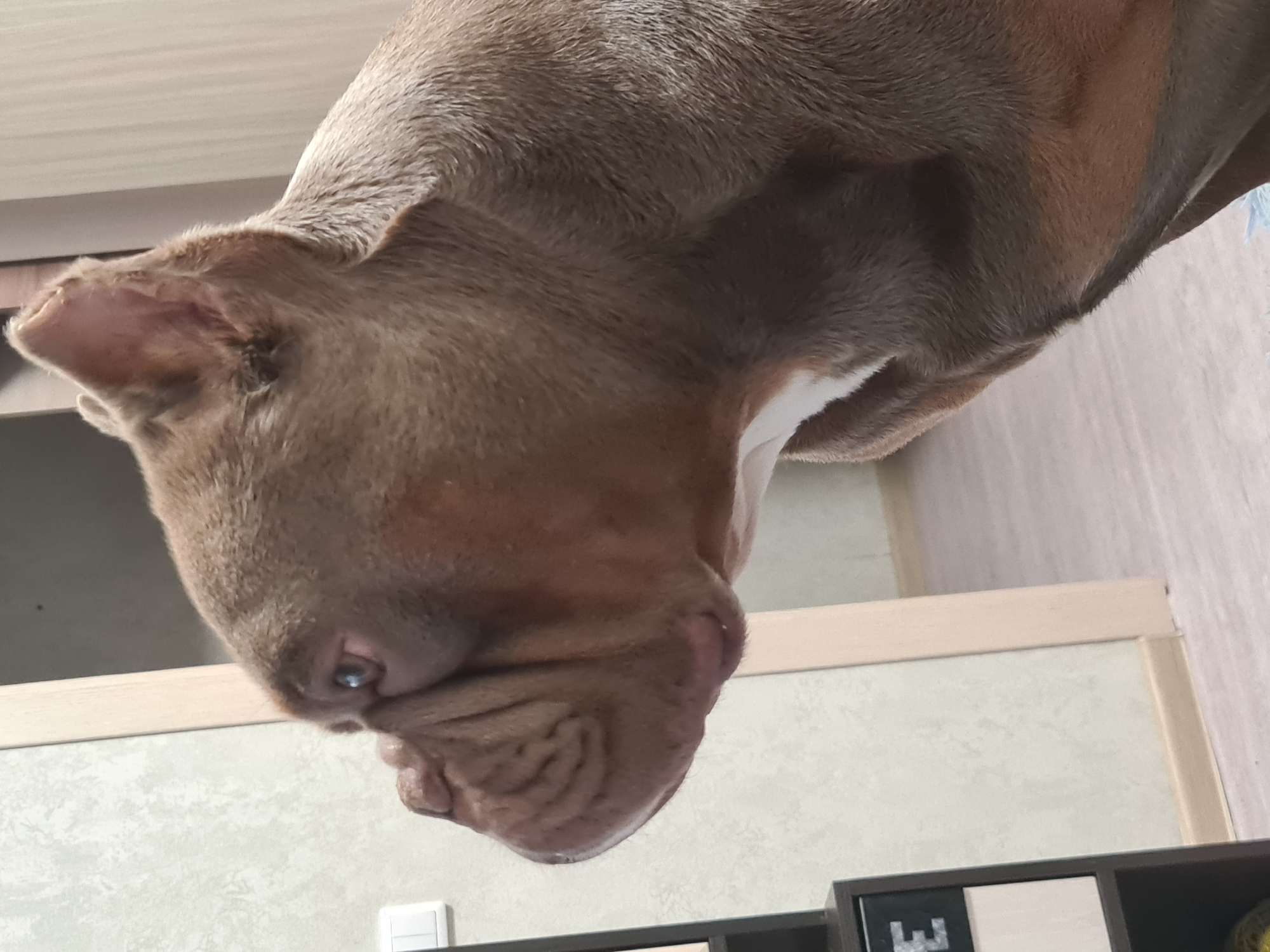 A medium shot captures a brown dog in profile, facing left. The dog has a wrinkled muzzle and a white patch on its chest. Its ears are visible, one slightly perked. The background consists of a beige wall with a patterned texture, a light-colored door frame, and a section of light-colored wooden flooring. To the left of the dog, a dark shelf unit with some lighter compartments and the letter "E" is partially visible. The lighting is neutral, suggesting an indoor setting. The location is not specified.