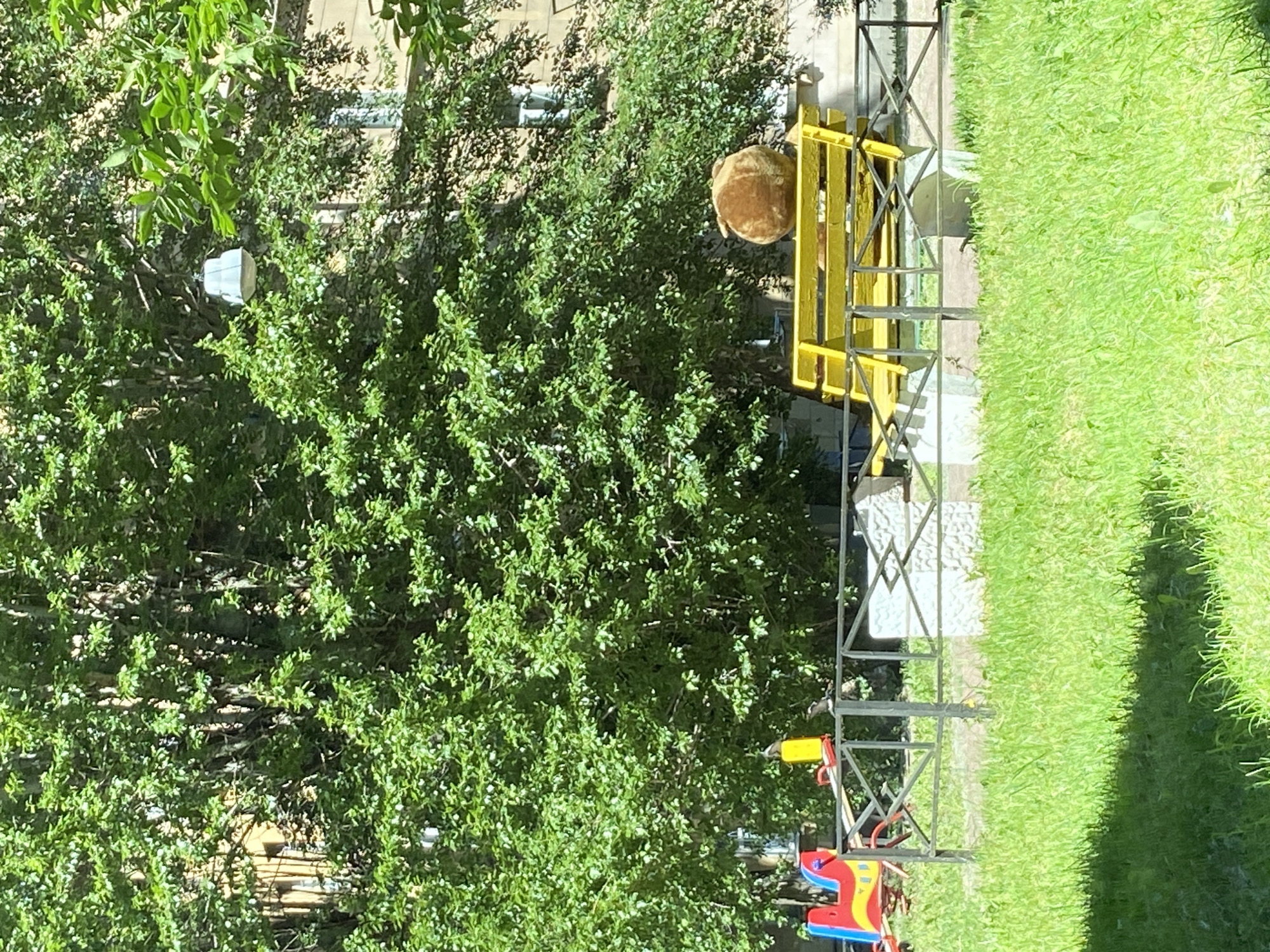 The image depicts a playground scene in Saint Petersburg, Russia, bathed in bright daylight, suggesting it is a clear, sunny day. A large, leafy green tree dominates the left side of the frame, its branches casting dappled shadows. Behind the tree, parts of a building are visible, featuring windows and beige-colored walls.
On the right side of the image, a metal playground structure with yellow horizontal bars stands tall. Attached to this structure, a round, fuzzy, light brown object, possibly a plush toy, is partially visible. Below the yellow structure, a colorful playground element with red, blue, and yellow components is also visible. A section of well-maintained green grass fills the right side of the image, extending towards the foreground. A metal fence, likely enclosing the playground area, runs vertically along the right edge of the frame. The overall impression is one of a typical, pleasant outdoor recreational space on a summer day.
