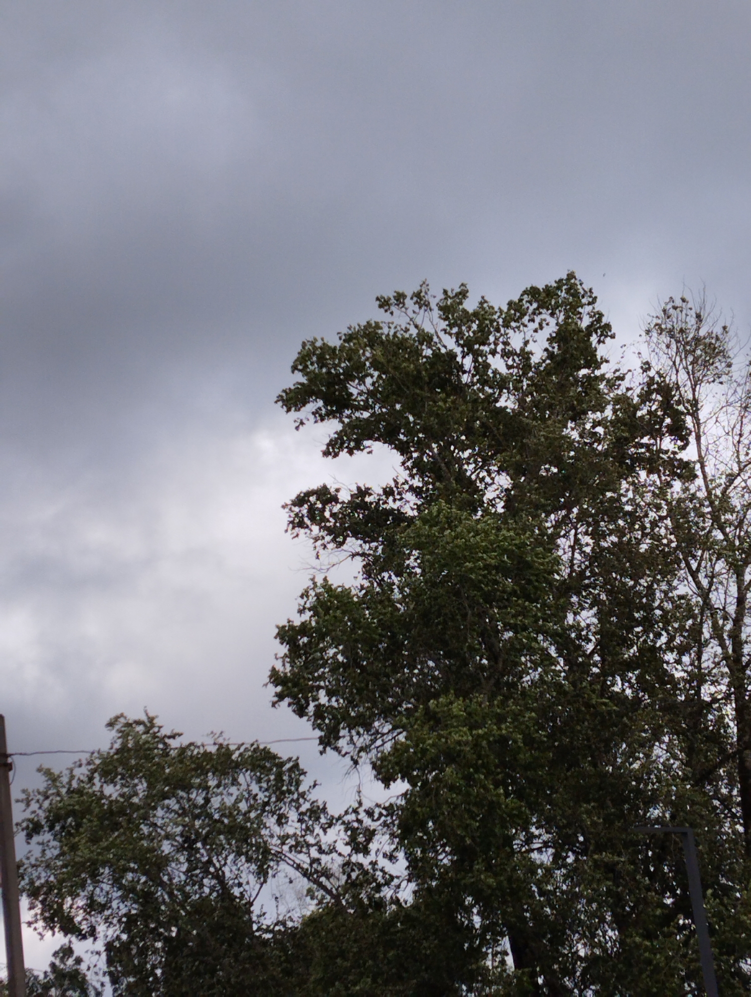 The image captures a view of trees and a gray, cloudy sky, with some power lines visible. On the left side, a utility pole extends vertically, and a wire runs horizontally across the frame. Several trees, characterized by dense green foliage, dominate the scene, with a more bare, spindly tree to the right. The overall impression is of an overcast day in an outdoor, possibly semi-urban or rural, setting.