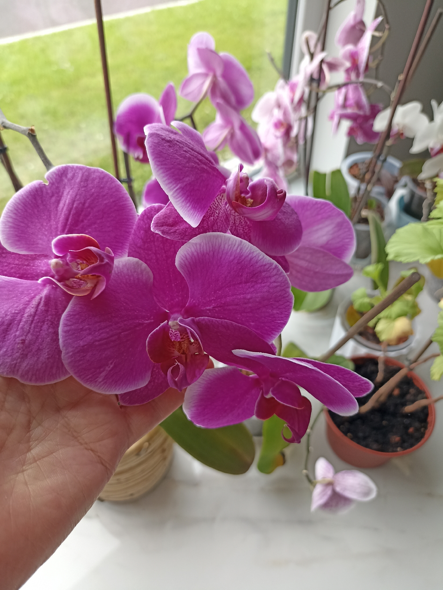 In Doirí Beaga, Ireland, a hand is gently holding a cluster of vibrant pink orchid flowers that are in bloom, showcasing their delicate petals with white edges and intricate patterns. The orchids are positioned in the foreground, drawing immediate attention. In the background, other orchids, some in shades of pink and white, are visible, suggesting a collection of these elegant plants. They are situated on a windowsill, with a blurred green outdoor scene beyond the glass, possibly a garden or natural landscape typical of Doirí Beaga. Several potted plants are also present, adding to the domestic and botanical atmosphere of the scene. The lighting suggests it is daytime, with natural light illuminating the flowers.