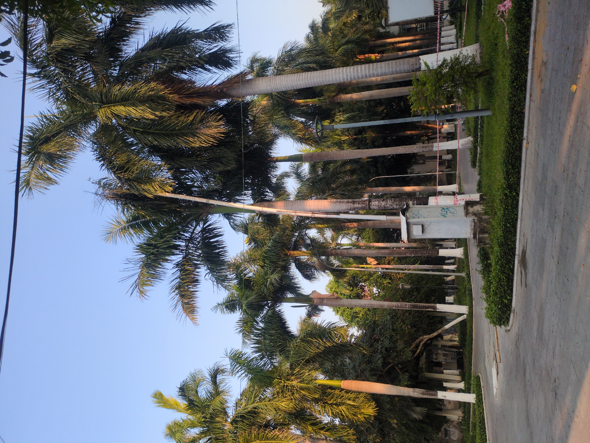The image shows a street lined with tall palm trees in Tuy Hòa, Vietnam. The trees have thin, straight trunks and full canopies of green fronds. The trunks are painted white at the base. A paved sidewalk runs along the right side of the image, bordered by a row of manicured green bushes. Buildings are visible in the background behind the trees. Electrical wires are strung above the trees. The sky is blue. The lighting suggests it is either early morning or late afternoon. No people are visible. The environment suggests a well-maintained and possibly residential area.