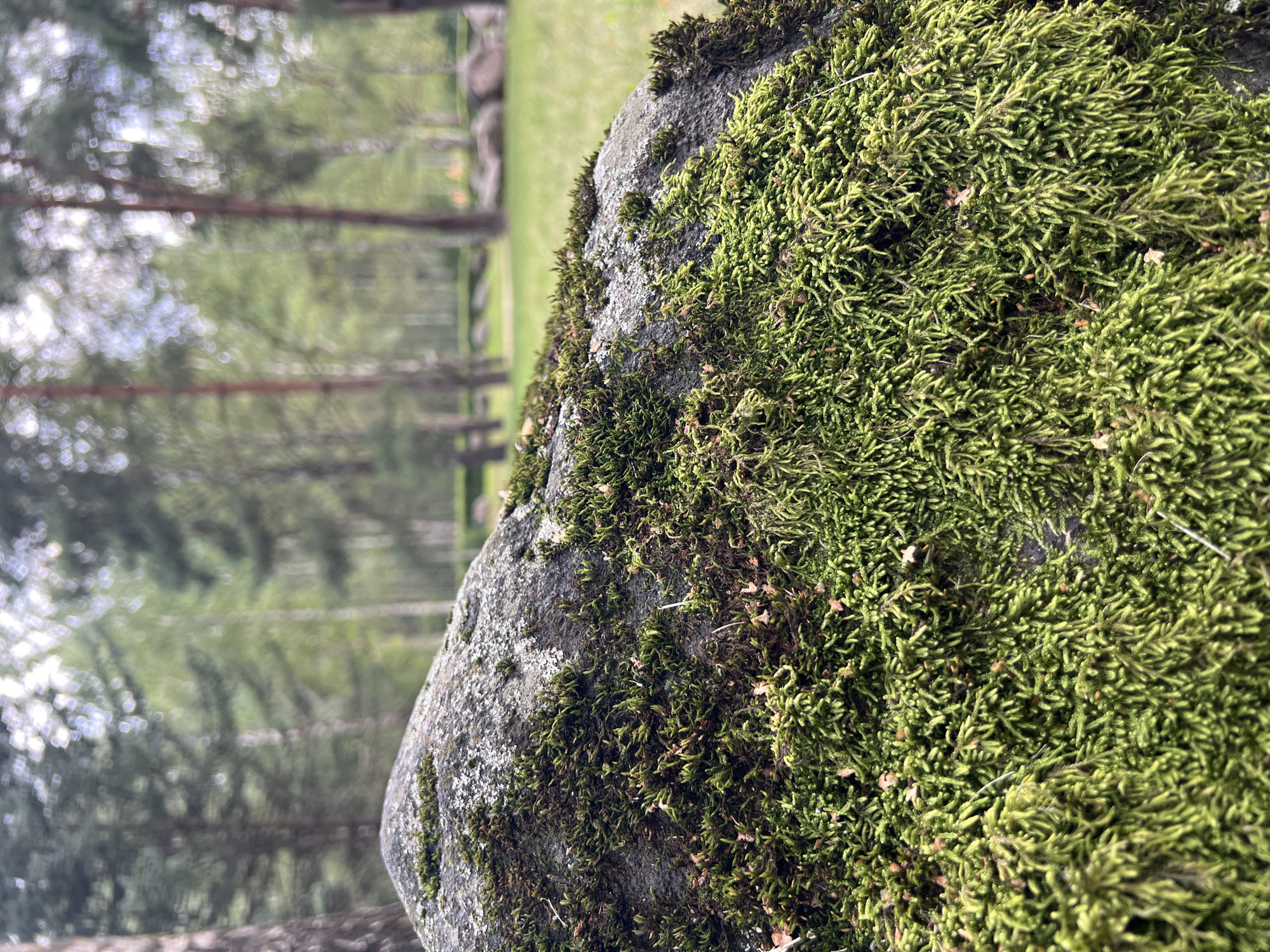 A close-up, eye-level shot focuses on a large, moss-covered boulder in the foreground. The moss is a vibrant green, with a dense, fuzzy texture. The boulder's surface is dark gray and appears rough. In the background, a blurred forest scene unfolds. Tall, slender trees with light-colored bark dominate the view. The ground is covered in lush green grass, and scattered rocks are visible in the mid-ground. The sky is overcast with patches of bright white, suggesting diffused sunlight. The overall impression is one of a natural, tranquil outdoor setting, likely a park or forested area within Minsk, Belarus. No people or animals are present.