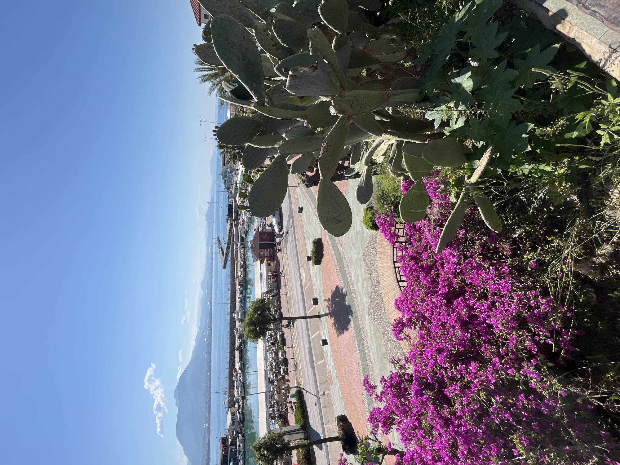 The image presents a high-angle view of a coastal scene, likely a harbor area. The location is Alanya, Turkey, situated on the Mediterranean Sea with a clear blue sky overhead.
In the foreground, there are various plants, including a large cactus with flat, green pads and vibrant purple bougainvillea flowers cascading over the edge of what appears to be a retaining wall. Other assorted greenery fills the surrounding area.
The harbor area has a paved walkway made of bricks and stone, bordered by rows of trees and benches. Numerous boats and yachts are docked along the piers extending into the water. Buildings of varying heights line the waterfront, indicating a mix of commercial and residential structures.
In the distance, a mountain range rises from the sea, creating a scenic backdrop to the coastal city.