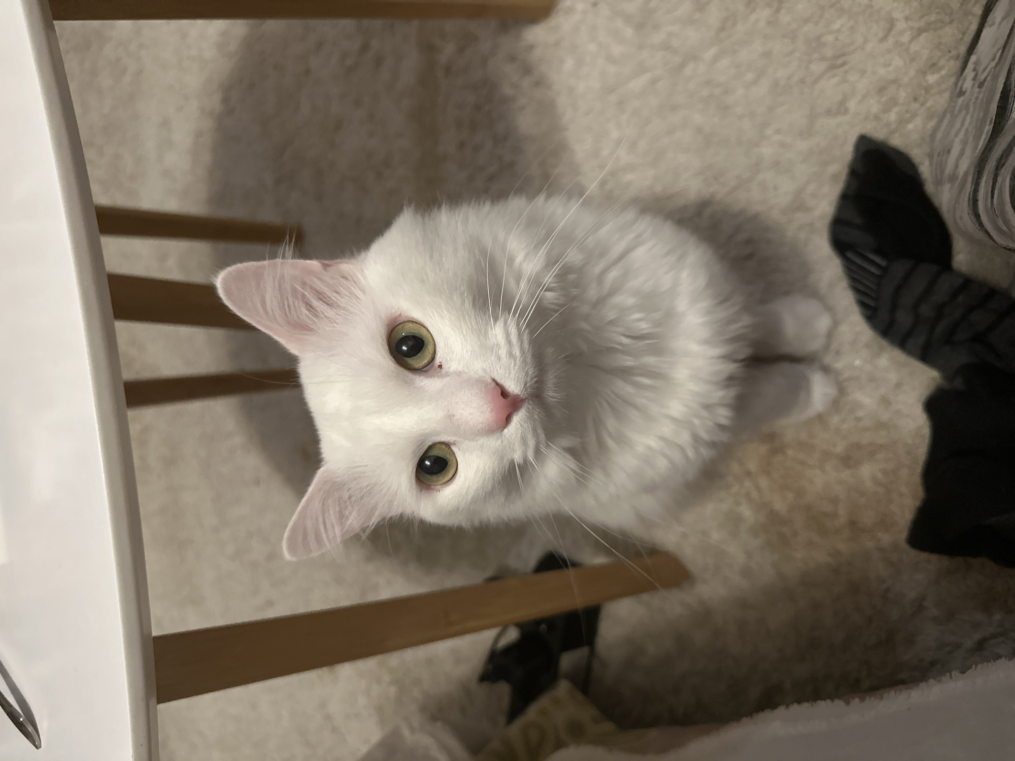 A high-angle shot depicts a white cat with green eyes and a pink nose sitting on a light-colored carpet. Part of a white and wooden chair is visible on the left and a black sock is visible on the right. The location is likely an indoor space with carpeted flooring. There is no indication of the location being Sofia, Bulgaria.