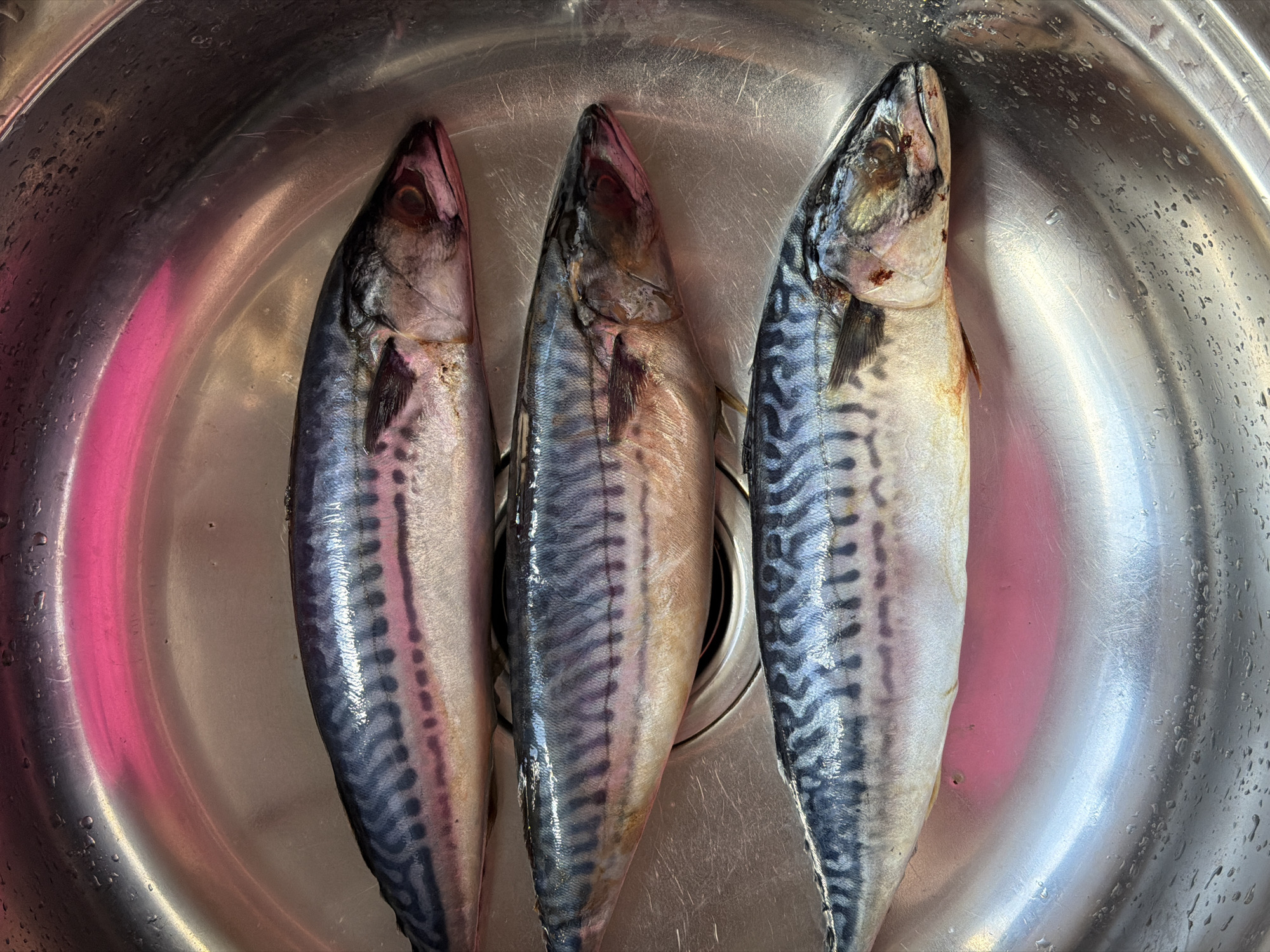 Three mackerel fish lie in a stainless steel sink. The fish are arranged vertically, heads facing up. The fish display the characteristic dark stripes and silver bodies of mackerel. Water droplets are visible on the sink's surface. There is no indication of the location being Chaikovsky, Russia.