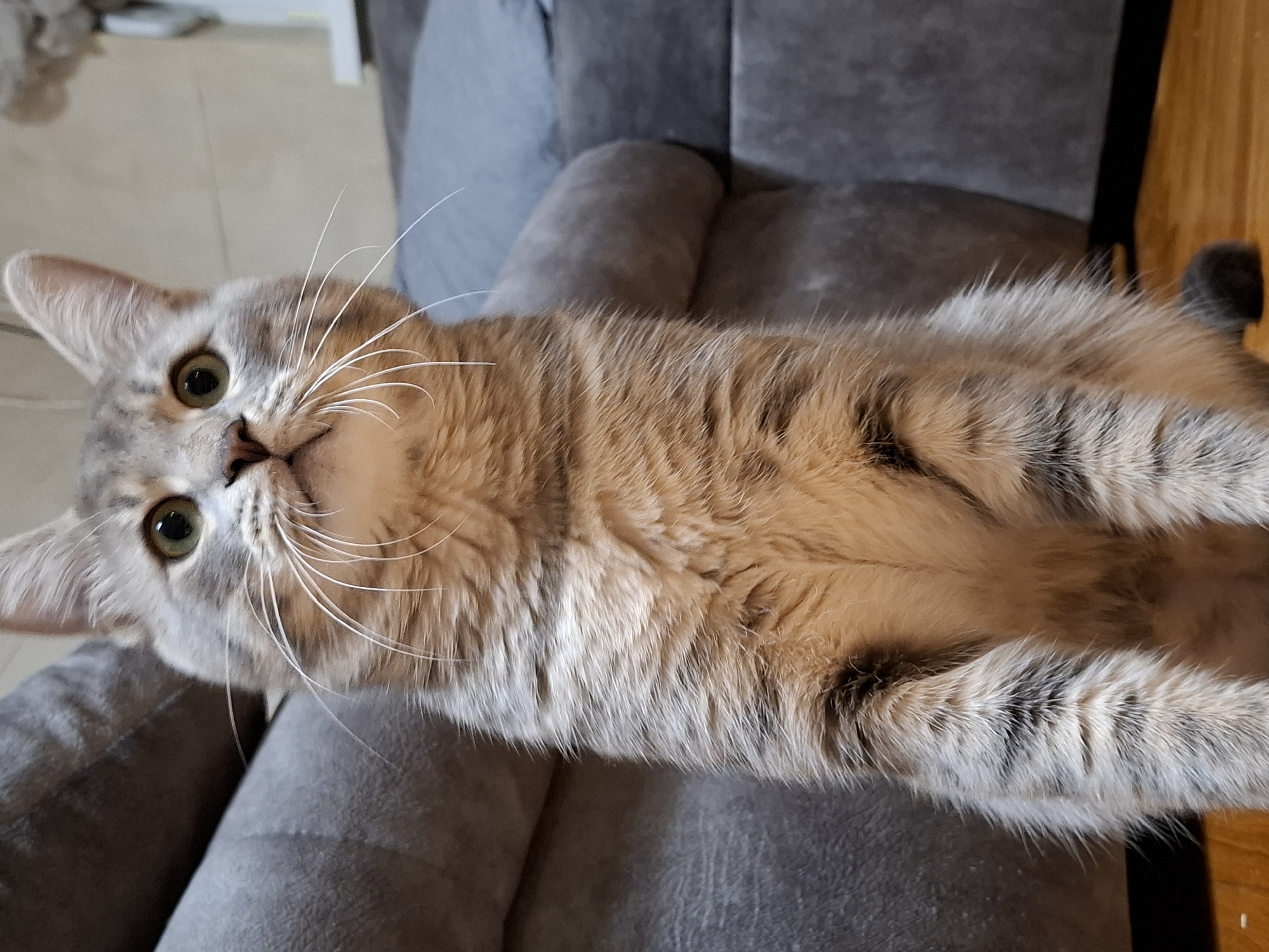 The media file features a domestic cat captured indoors. The cat is the primary subject, lying on a grey upholstered surface, likely a sofa or armchair, and looking upwards and slightly to its left. Its body is stretched out, with its head in the upper left of the frame and its tail end towards the lower right.
The cat exhibits a tabby coat pattern, combining shades of light grey, silver, and warm brown/tan fur with darker stripes visible on its body and legs. It has striking green-yellow eyes and prominent, long white whiskers fanning out from its muzzle. One ear is fully visible and erect, indicating alertness.
The setting is an indoor environment, likely a home. In the background, a light-colored floor, possibly tiles or light wood, is visible behind the cat's head. Further back and out of focus, there is a blurry, light-toned object. To the right of the cat's body, a section of dark wooden surface is present. The overall lighting is soft and natural, suggesting it is daytime. The cat appears calm, curious, and attentive, gazing upwards as if observing something or someone. No text is visible in the image.