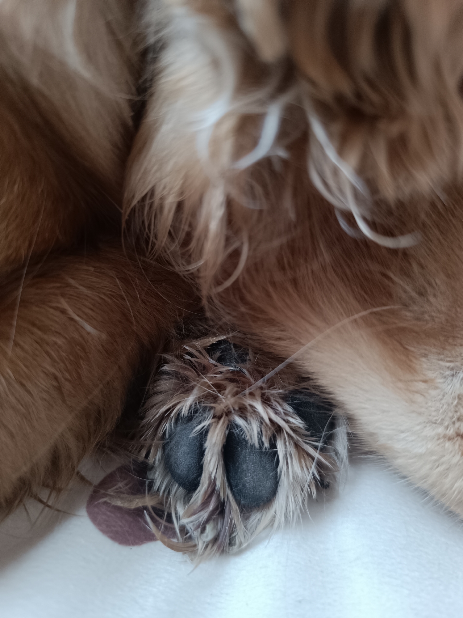 The image shows a close-up of a dog's paw resting on a white surface. The paw is mostly covered in long, light brown fur, with some white hairs visible. The paw pads are black and appear to be made of a soft, rubbery material. Some fur grows around the pads and claws. The background is out of focus but appears to be more of the dog's fur. It is not possible to determine the location (Pleven, Bulgaria) from the image.