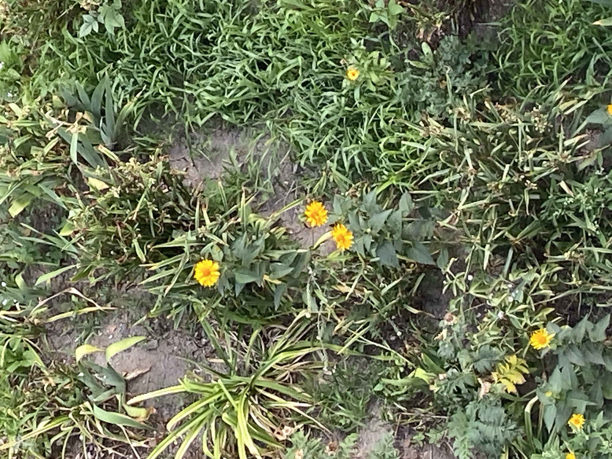 The image shows a close-up, overhead view of a patch of ground with vegetation. Several yellow flowers are visible, some in bloom and others as seed heads. The plants are a mix of green grasses and broader-leafed plants, with some dry, brown foliage also present. The ground appears to be a mixture of soil and some gravel. The scene is natural, possibly a garden or a neglected area. No people or animals are visible in the image. There are no specific landmarks or features that would help determine a location within Brest, Belarus.
