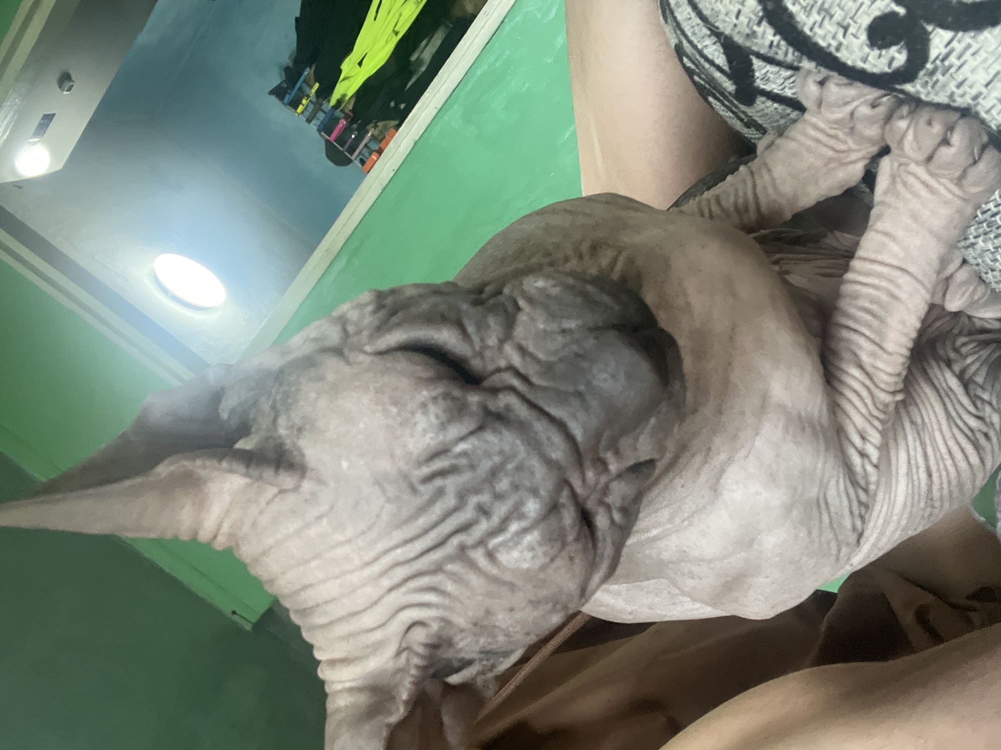 The image shows a close-up of a Sphynx cat with wrinkled skin. The cat is sitting on a person's lap, with the person's legs visible in the foreground. The background features a green wall and a reflection in a mirror or window of a light fixture and some brightly colored items hanging on a rack. There is no information in the image that indicates the location is Nizhny Tagil, Russia.
