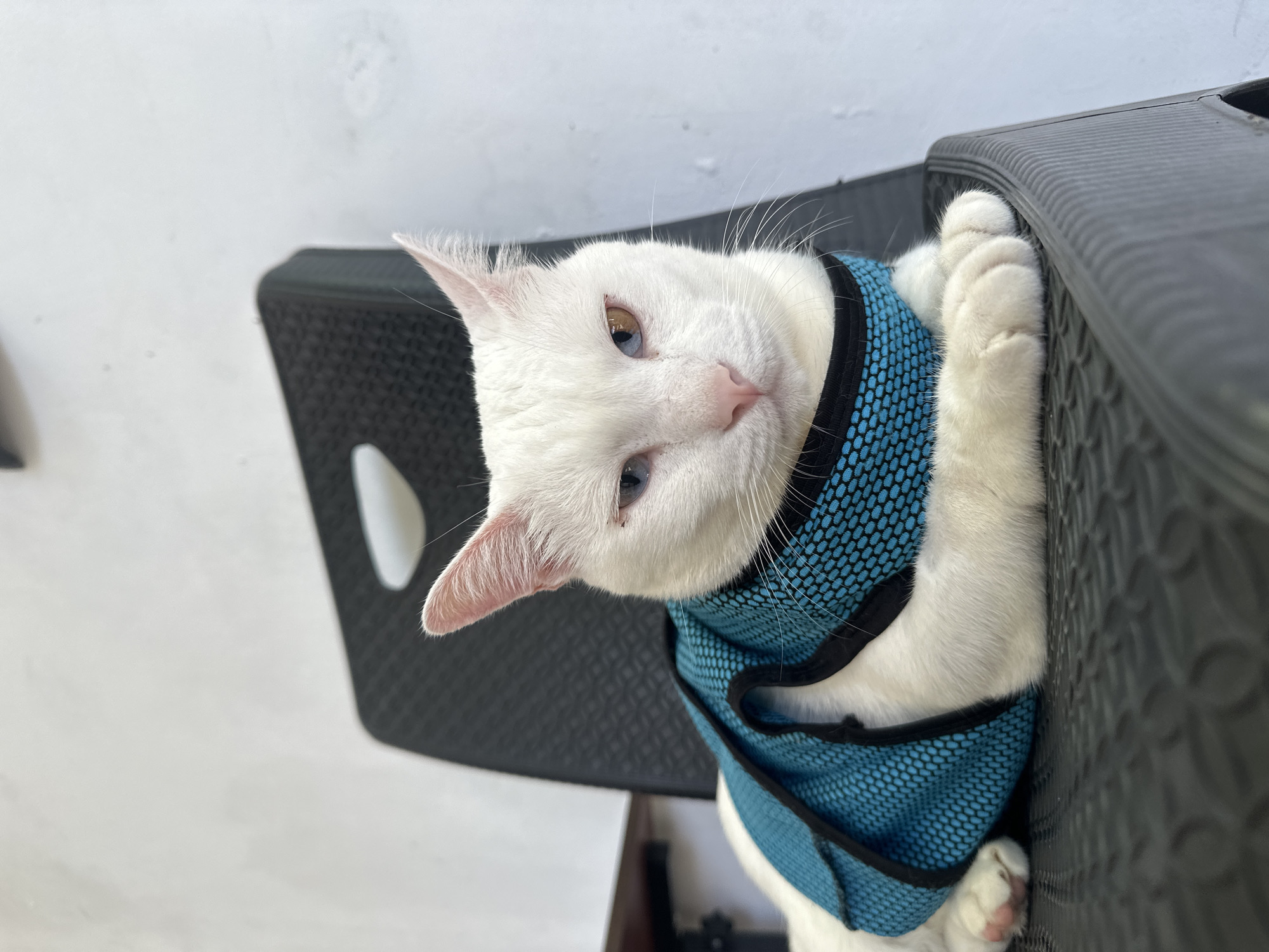 A white cat with heterochromia, one blue eye and one amber eye, is lying on a black plastic chair. The cat is wearing a teal and black mesh vest. The background consists of a white wall and a dark object to the left. The scene appears to be outdoors, possibly in a public area or a patio. The location is identified as Sukawati, Indonesia.