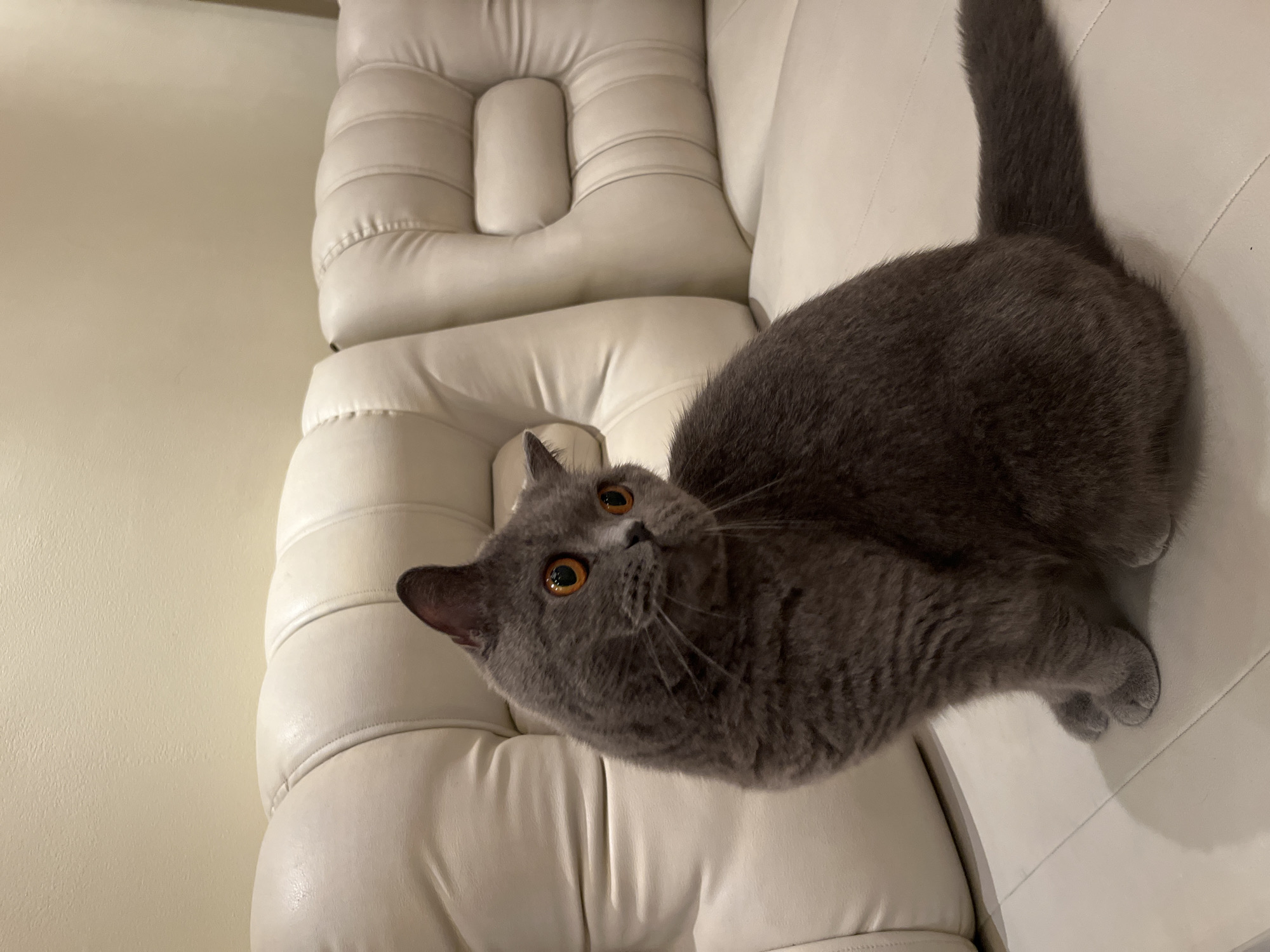 A fluffy gray British Shorthair cat with bright orange eyes sits on a white leather couch. The cat is turned to its left, looking away from the camera with one ear perked up. The couch has a distinctive tufted design with visible stitching. The background is a plain, light-colored wall.