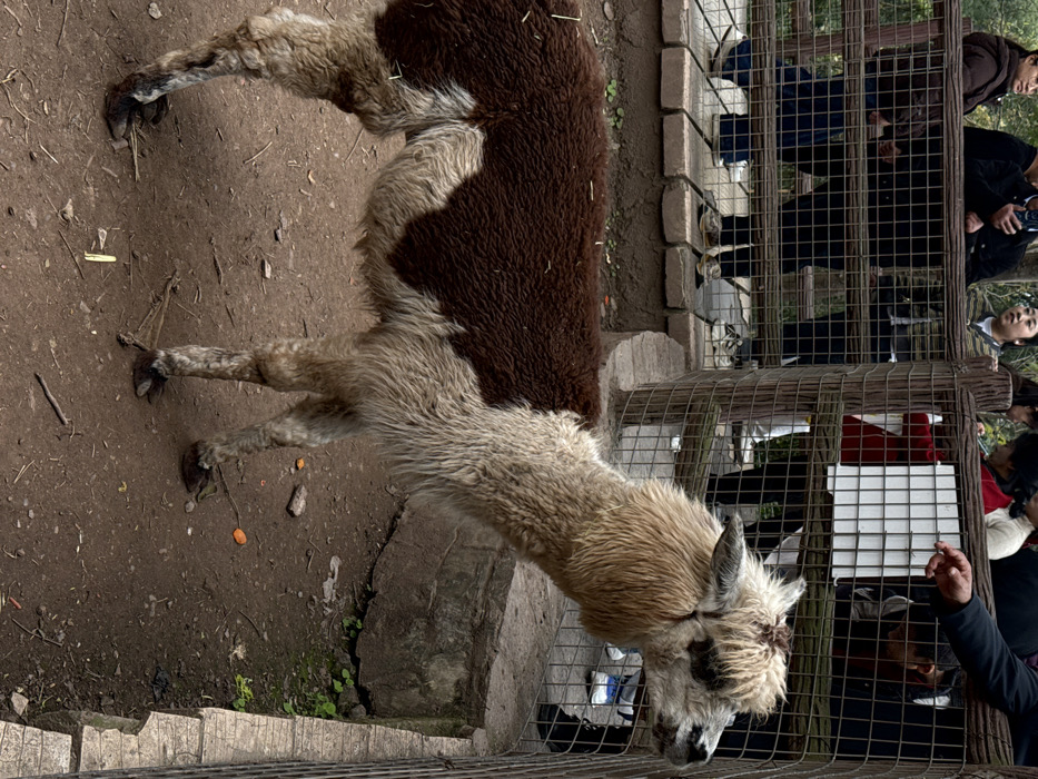 A brown and white alpaca stands next to a wire fence in a dirt enclosure. People are looking at the alpaca from the other side of the fence. The alpaca's neck stretches towards the people. Small pieces of carrots are scattered on the ground. The alpaca has a light brown head and legs, with a patch of darker brown fur on its back. The fence appears to be made of wire mesh and wood.