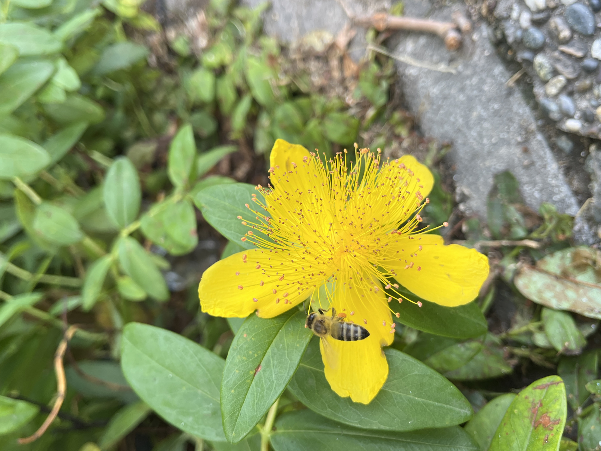 In the city of Plovdiv, Bulgaria, a European honeybee (Apis mellifera) is positioned on the left petal of a vibrant yellow, five-petaled flower, likely a species of Hypericum. The bee exhibits distinct black and yellow stripes on its abdomen and has collected orange pollen visible in the corbiculae on its hind legs. The flower's center features numerous long, thin stamens tipped with small, reddish-orange anthers. Surrounding the flower are broad, oval-shaped green leaves of the same plant, some displaying minor brown blemishes. The background comprises out-of-focus green foliage in the upper left and center, transitioning to a grey concrete or paved surface with scattered small pebbles and organic debris on the right and lower portions of the image. Natural daylight illuminates the scene.
