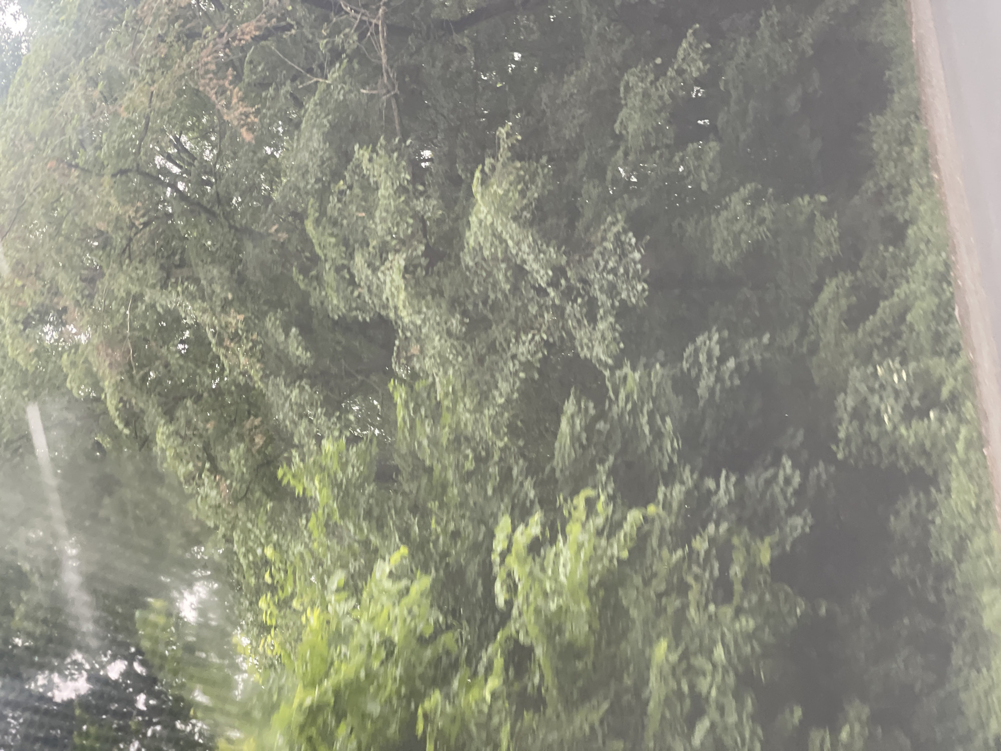 The image shows a dense canopy of green foliage, likely trees, obscuring much of the sky and background. The leaves are varied in shape and size, with some appearing lighter and brighter green, suggesting younger growth, while others are darker and more mature. The overall impression is one of lush vegetation. A greyish, possibly overcast, sky is visible through some of the thinner sections of the trees. The lower portion of the image shows a sliver of a grey, paved surface, resembling a road or path, with some lighter colored debris or vegetation on its edge. The scene appears to be outdoors, in a natural or park-like setting. Without further context, it is impossible to determine the specific location within the city of Kopili, Ukraine, or to identify any people, objects, or actions beyond the natural elements. The image quality is somewhat blurry and hazy, potentially due to atmospheric conditions or the camera's focus.