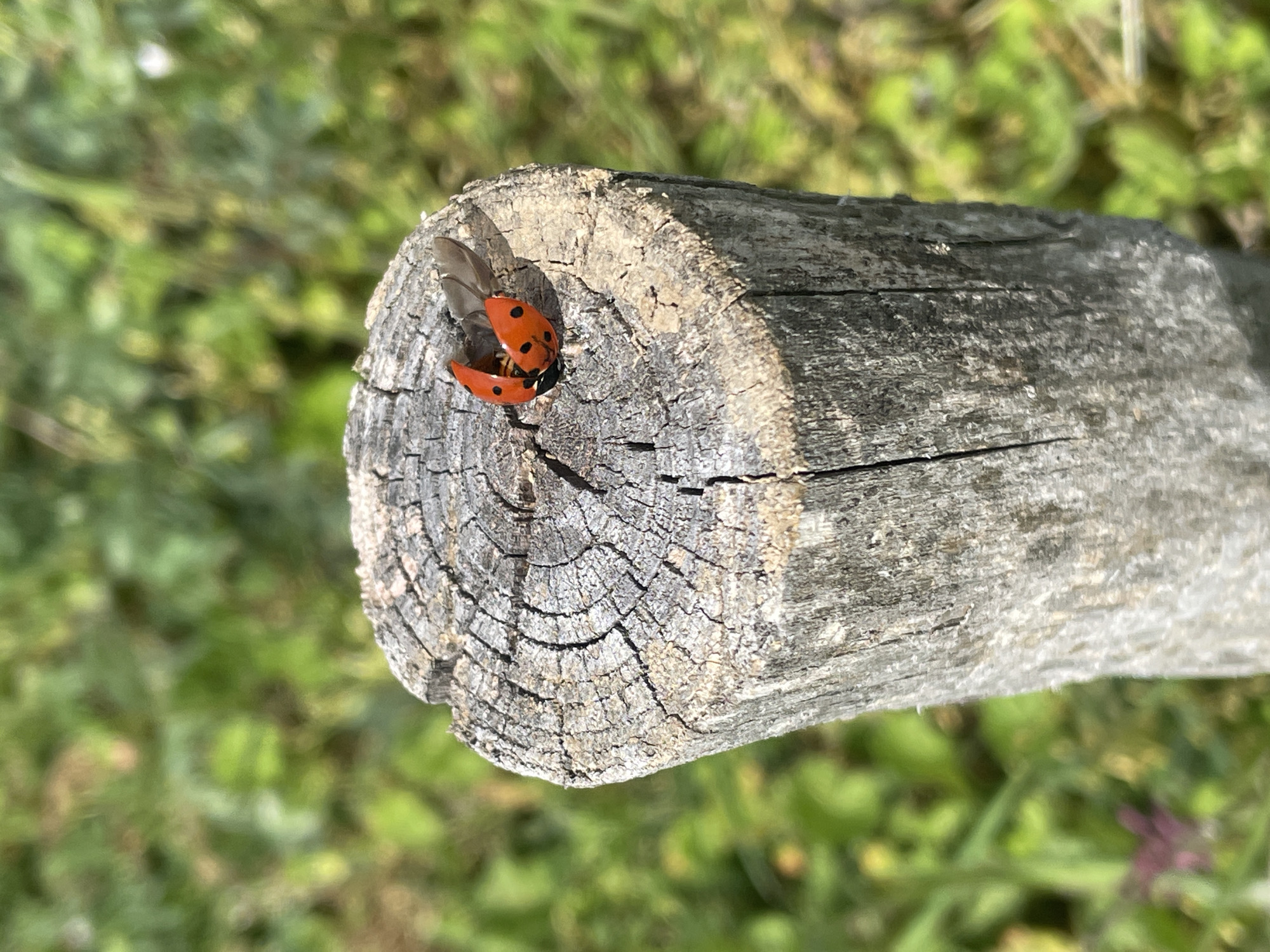 A close-up shot shows a ladybug taking flight from the end of a weathered, cylindrical piece of wood. The ladybug is red with black spots, and its wings are partially extended. The wood shows signs of age with cracks and visible tree rings on its cut end. The background is blurred, showing green vegetation. The location is Buhovtsi, Bulgaria.