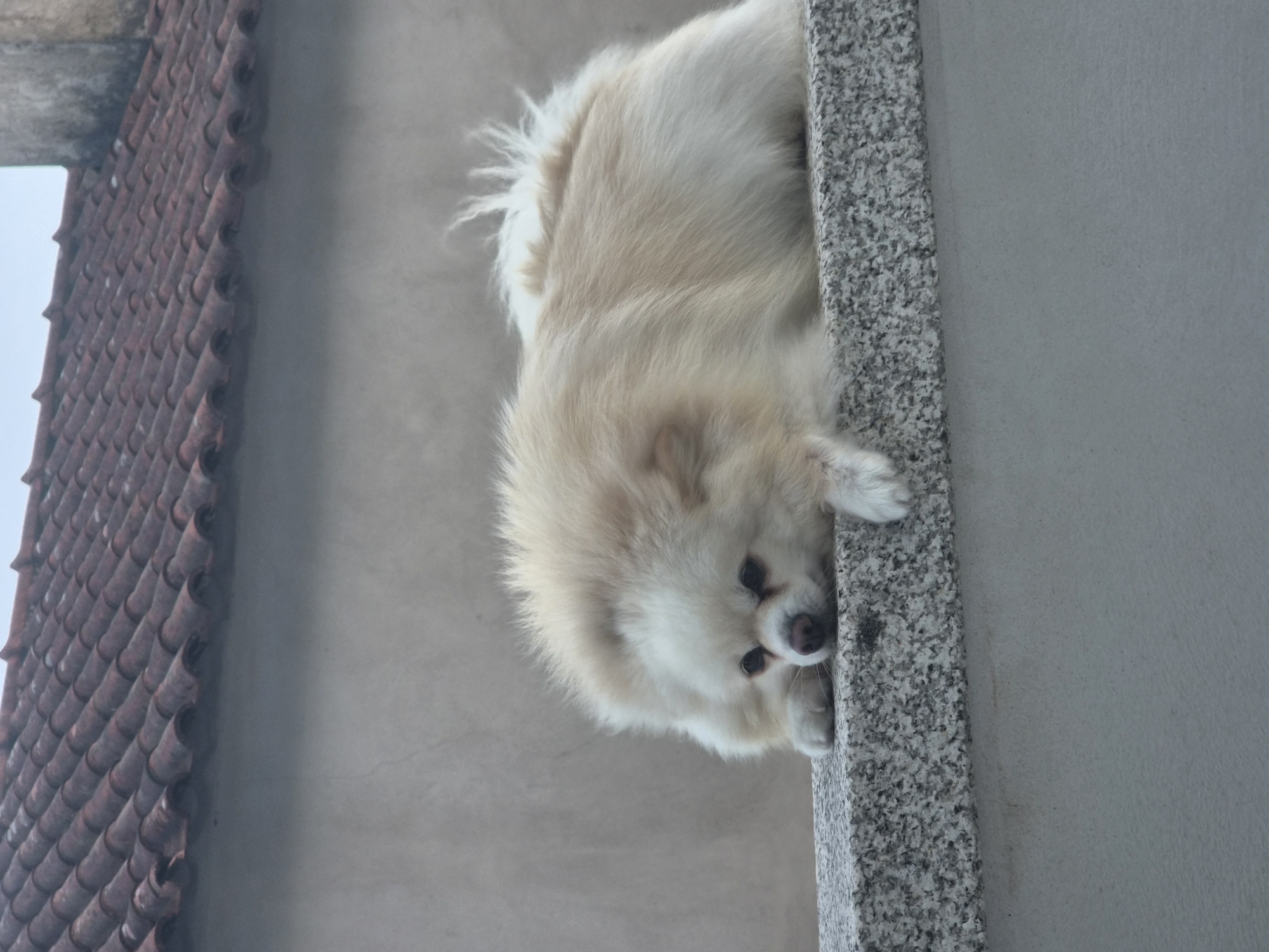 A fluffy, light-colored Pomeranian dog is lying on its side on a grey, speckled stone ledge. The dog's head is resting on the ledge, and its eyes appear droopy. Its fur is light cream and white, with some longer, spiky fur visible on its back. The background consists of a textured, light-colored wall and a section of a red-tiled roof with a light grey sky above. The scene appears to be outdoors, likely on a balcony or ledge of a building. The location is identified as Barcelos, Portugal.