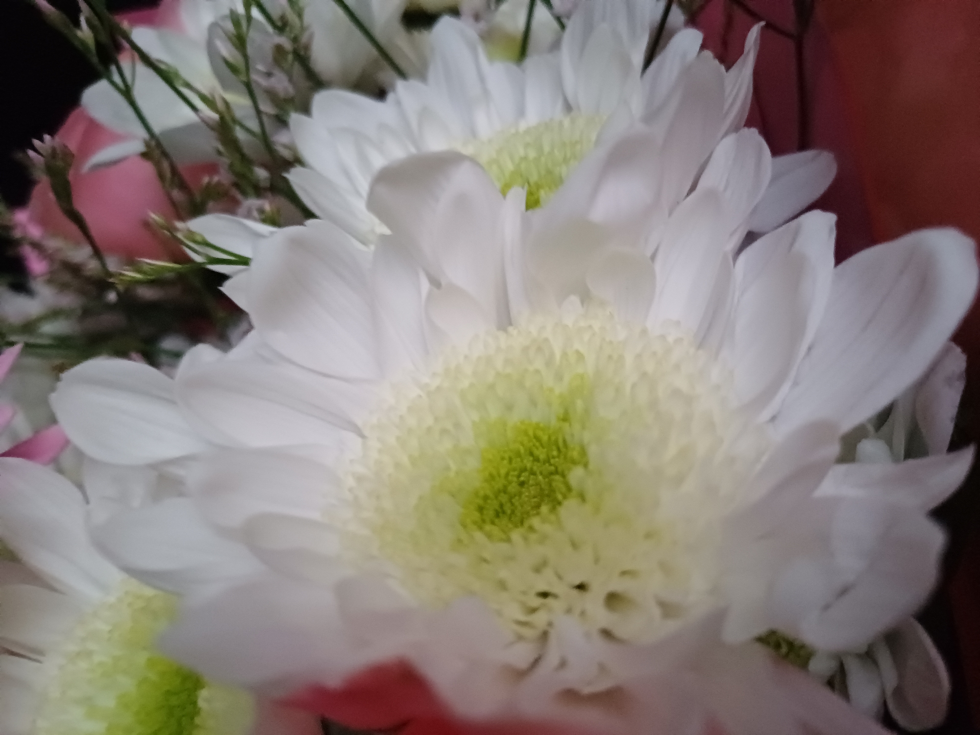 A close-up, shallow depth of field photograph shows white chrysanthemum flowers with pale green centers. The flowers are arranged in a bouquet, with some soft pink flowers and green foliage visible in the background. The lighting is soft, creating a gentle glow on the petals. The composition is tight, focusing on the texture and delicate details of the flowers. The overall impression is one of natural beauty and softness.