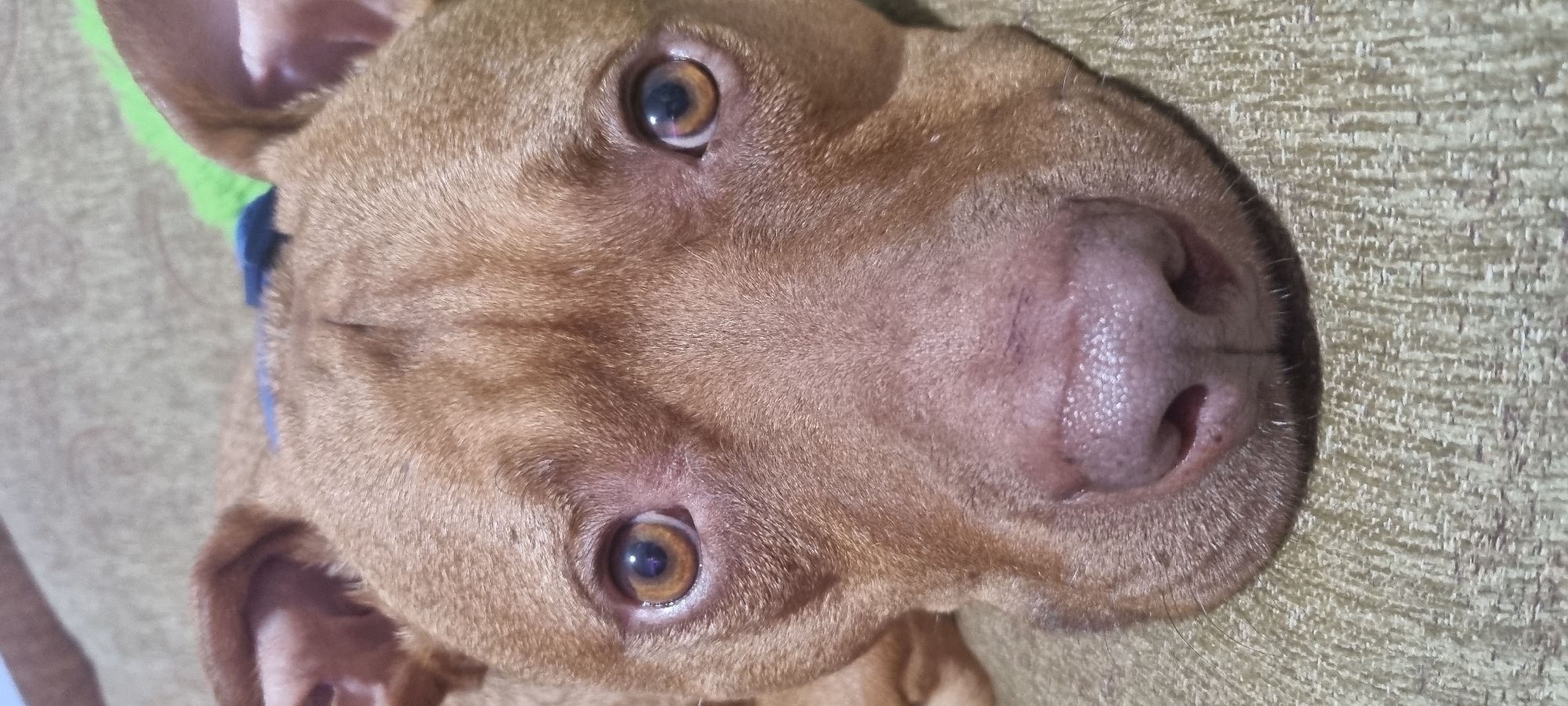 A close-up photograph shows a dog's face. The dog has light brown fur, brown eyes, and a pinkish-brown nose. A blue collar with green trim is visible on the left side of the dog's neck. The background appears to be a textured, light brown surface. There is no indication of location, or the city of Sofia, Bulgaria.