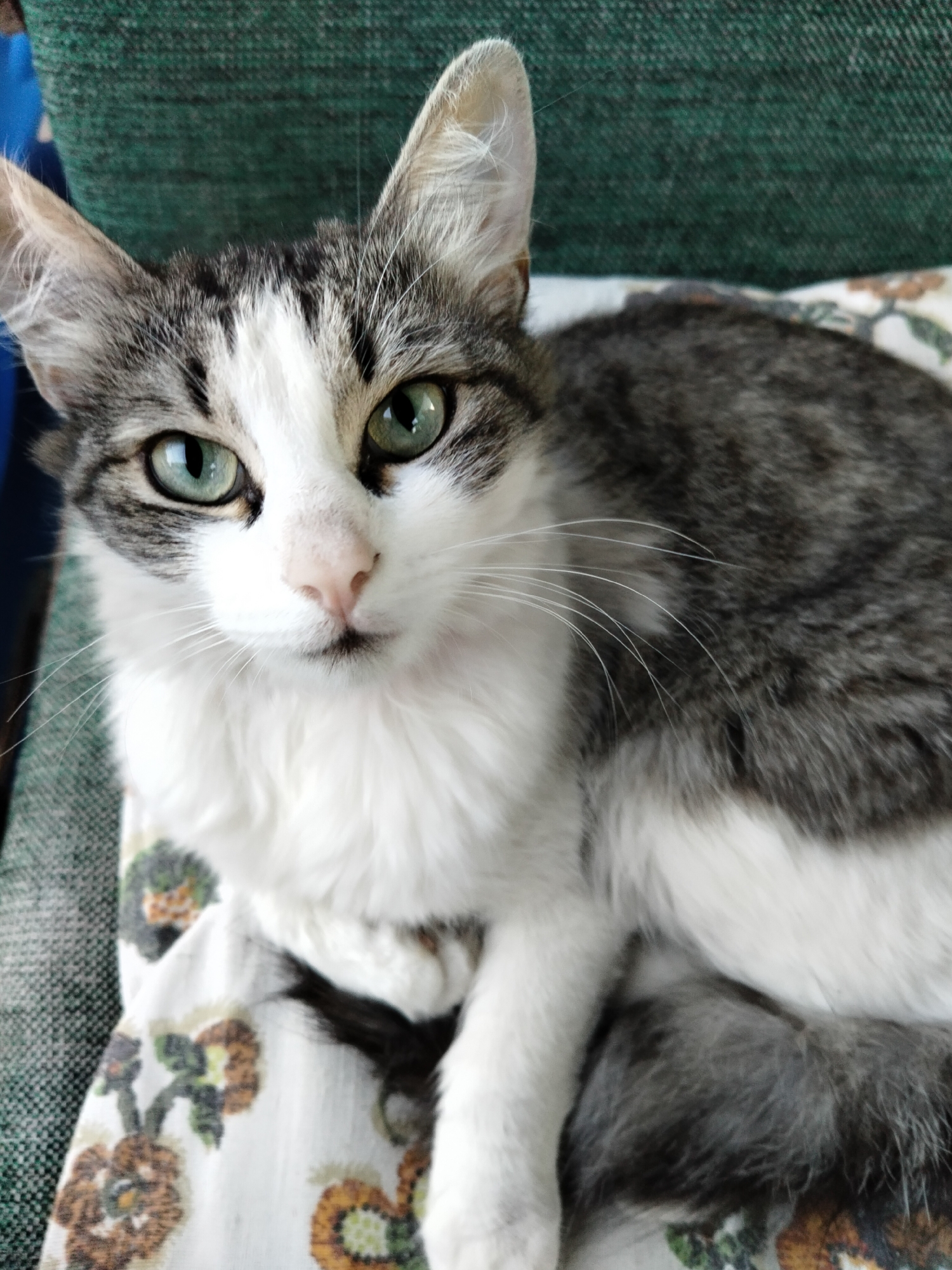 A domestic cat with grey and white fur and green eyes is lying on a patterned fabric. The cat is facing the camera and appears alert. The background consists of a dark green textured surface. The scene is indoors, with no indication of a specific city or location.