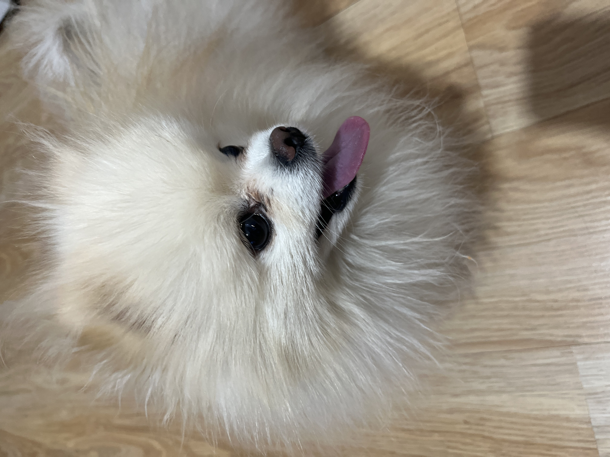 A fluffy white dog, resembling a Pomeranian, is captured in a close-up, high-angle shot, lying on its back on a light-colored wooden floor. The dog's head is slightly tilted, with its dark, shiny eyes looking towards the camera. Its small black nose is visible, and its pink tongue is playfully sticking out to the side. The dog's fur is very thick and white, creating a soft, cloud-like appearance around its face. The wooden floor planks are light brown with visible grain patterns, forming the background of the image. The lighting appears soft and even, suggesting an indoor setting. The dog's expression conveys a sense of playfulness and relaxation. No people or text are visible in the image. The provided context indicates the location is Izhevsk, Russia.