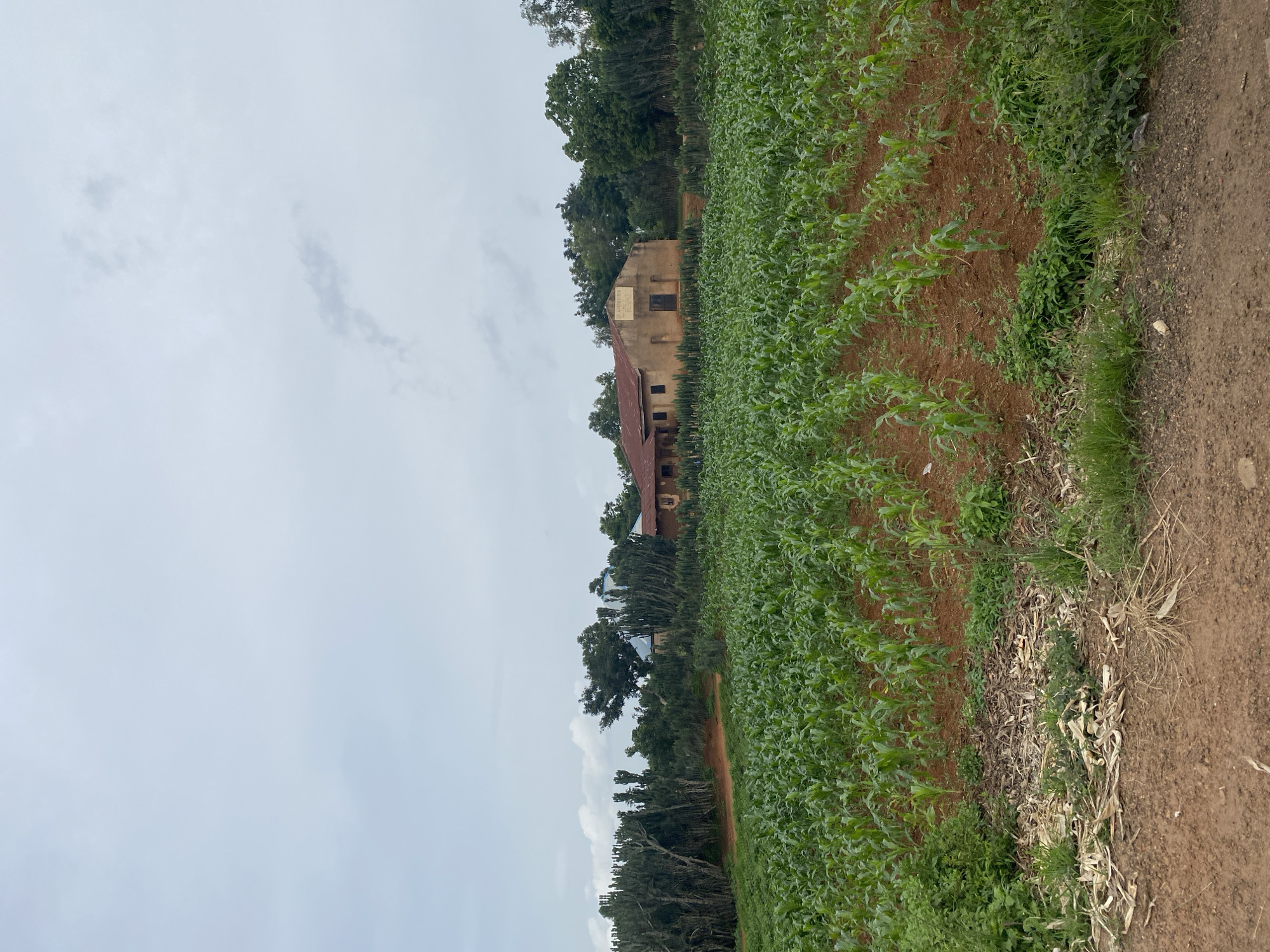 The image depicts a rural scene in Makera, Nigeria, featuring a young cornfield in the foreground. The corn stalks are green and relatively short, planted in neat rows on reddish-brown soil. To the left of the cornfield, a dirt road is visible, with some dry plant debris scattered along its edge.
In the mid-ground, a building with a red, corrugated metal roof stands. It appears to be a single-story structure made of mud or earth-toned bricks, with a sign above the entrance. The building is partially obscured by tall, columnar cacti-like plants and other vegetation.
Behind the building and the cacti, a dense line of green trees forms the background. The sky above is overcast with greyish-white clouds, suggesting a possibly humid or rainy day. The overall impression is one of a working agricultural landscape in a tropical or subtropical region. There are no people visible in the image.