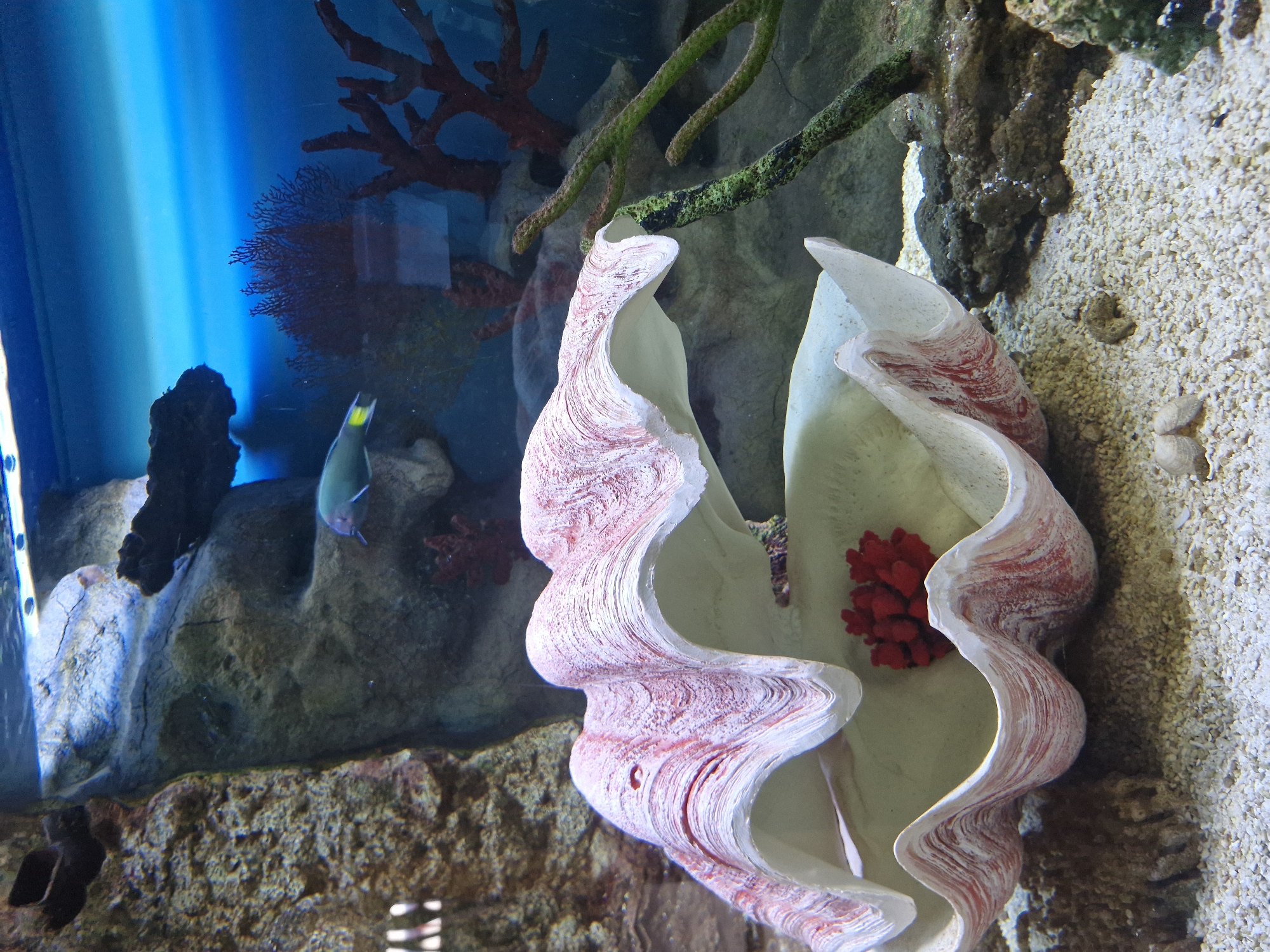 This is an indoor photograph of an aquarium exhibit. The primary subject is a large, open giant clam shell, which is white with pinkish-red markings. Inside the shell is a cluster of bright red, coral-like material. The clam shell rests on a sandy bottom covered with small, light-colored gravel. In the background, various elements of an underwater environment are visible, including rocks, green and red artificial coral structures, and a light blue water background. A single small fish with blue and yellow markings is swimming in the upper left quadrant of the image. The lighting suggests an artificial light source illuminating the scene from above and slightly to the front. There is no visible indication of location within the city of Yekaterinburg, Russia.