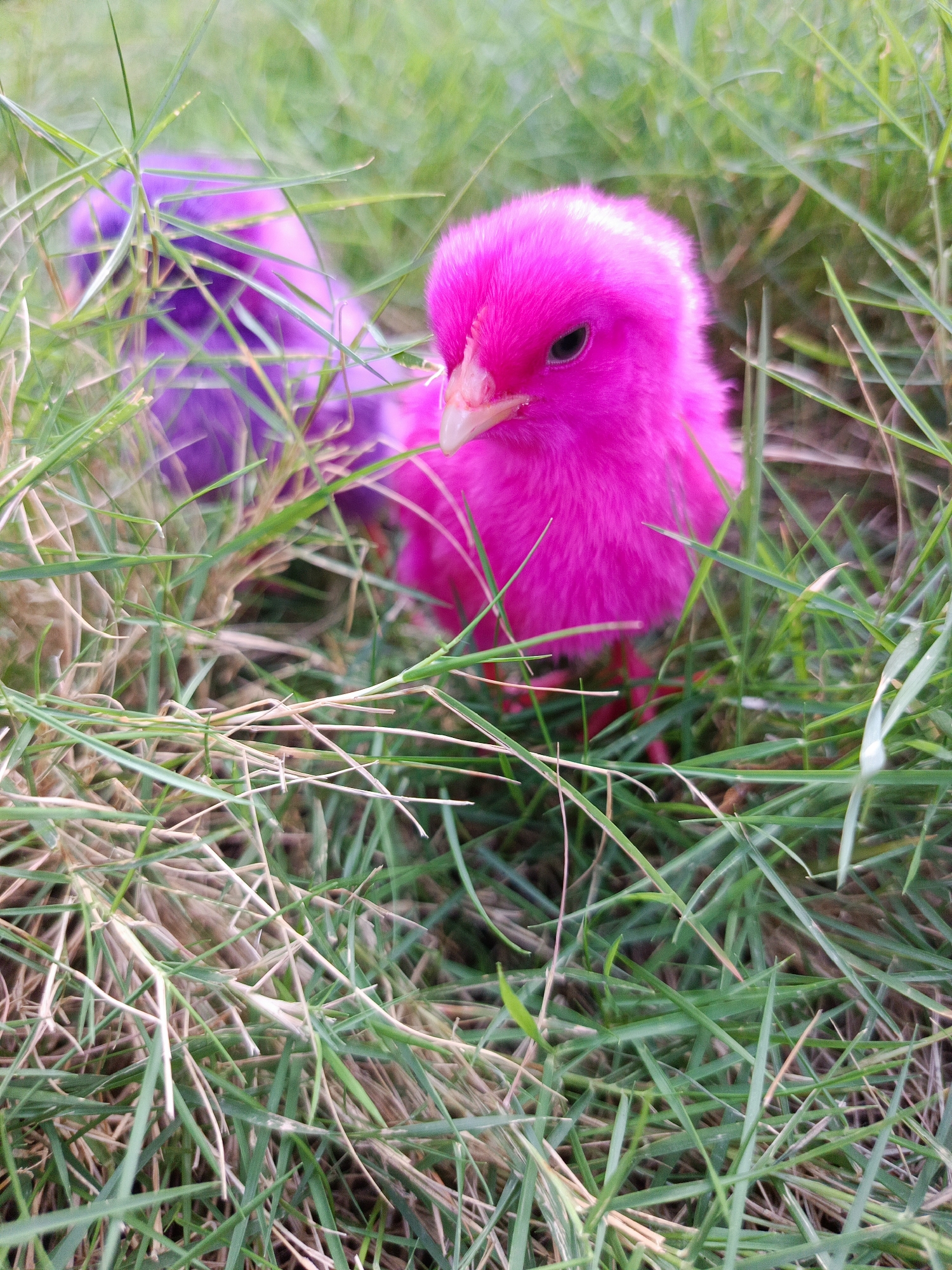 In a grassy area, possibly Segawe, Indonesia, two vibrantly dyed chicks are nestled amongst blades of green grass. One chick, a bright magenta, is in the foreground, its eye visible and facing left. Behind it, a second chick, dyed a deep violet, is partially obscured by the grass. The scene is illuminated by natural light, highlighting the unnatural, vivid colors of the chicks against the natural green backdrop.