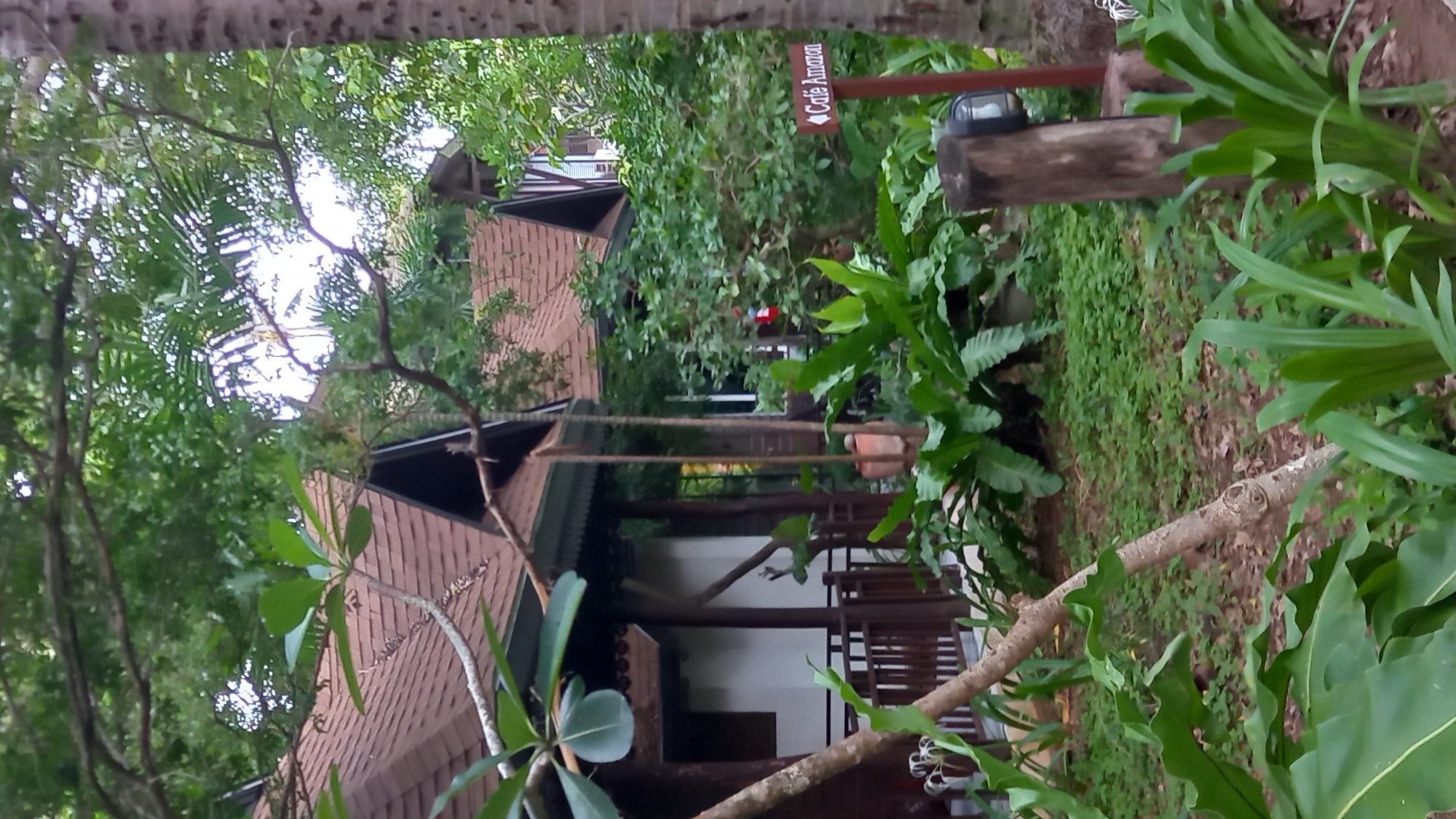 The image shows a building in Ban Ao Nang, Thailand, partially obscured by trees and foliage. The building has a brown, tiled roof with a triangular gable. A sign that reads "Cafe Amazon" in white lettering on a brown background is visible. The building features a porch with wooden railings and pillars. Lush greenery surrounds the building, including large-leaved plants and ground cover. The photograph is taken from a slightly upward angle, with trees framing the top and sides of the view.