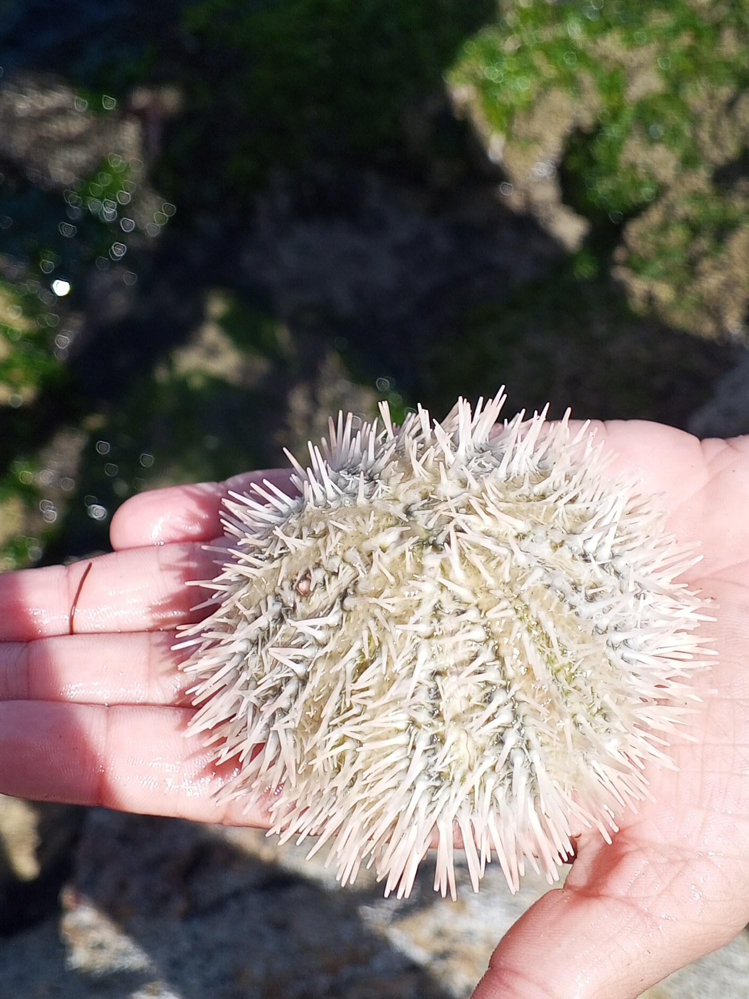 A person is holding a sea urchin in their hand. The sea urchin is white with numerous spikes. The background is blurred, but appears to be a rocky area with some green vegetation. The location is likely near the coast in Juan Griego, Venezuela.