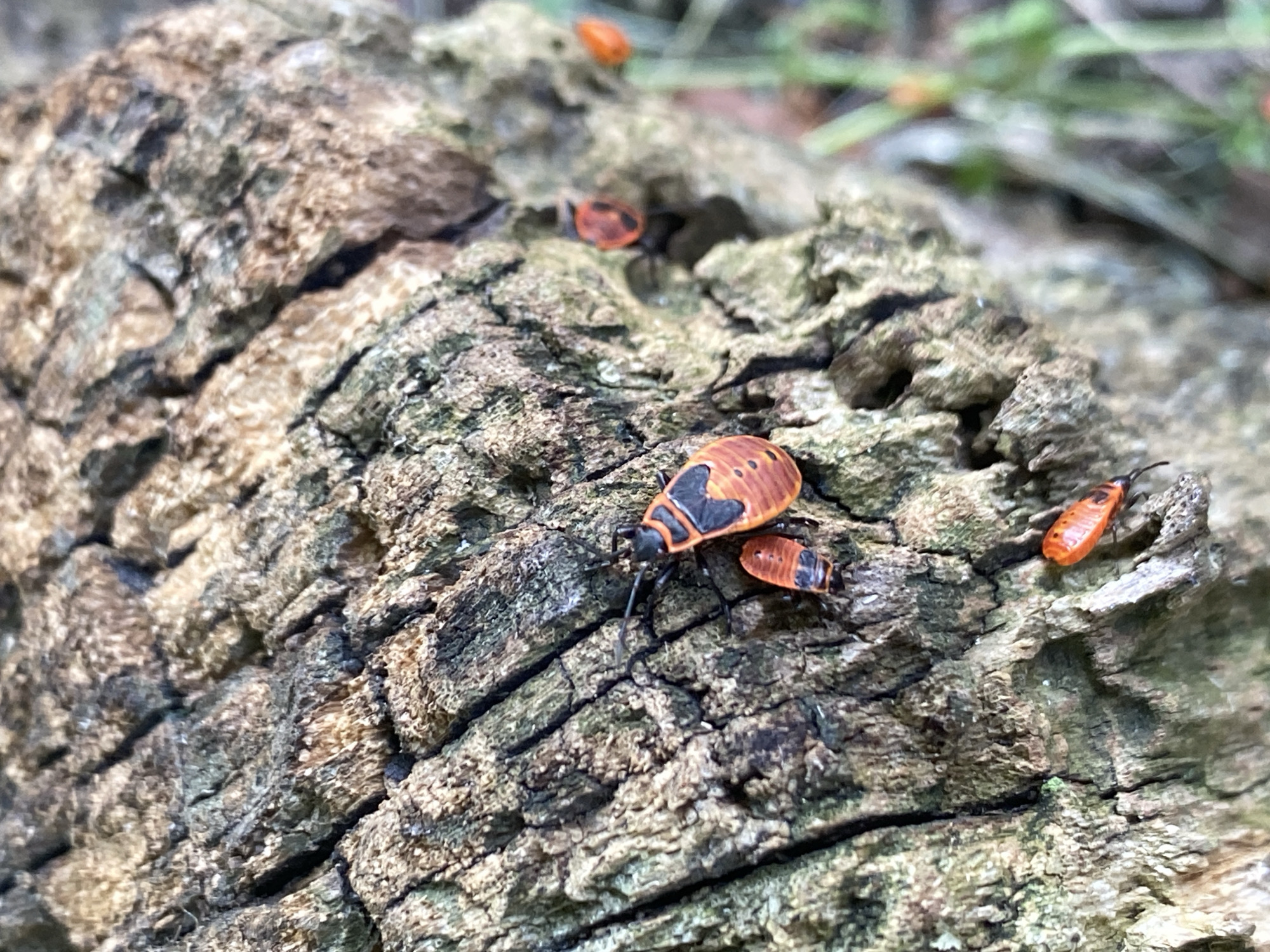 The image displays a close-up view of tree bark, likely in a natural setting. Several red and black insects, identified as boxelder bugs, are present on the bark. One larger bug is in focus, exhibiting its distinctive orange-red body with black markings. Smaller, younger bugs are also visible. The background is blurred, showing hints of greenery, suggesting an outdoor environment. The texture of the tree bark is rough and furrowed. The specific location in Bílina, Czechia, is not evident from the visual information provided.