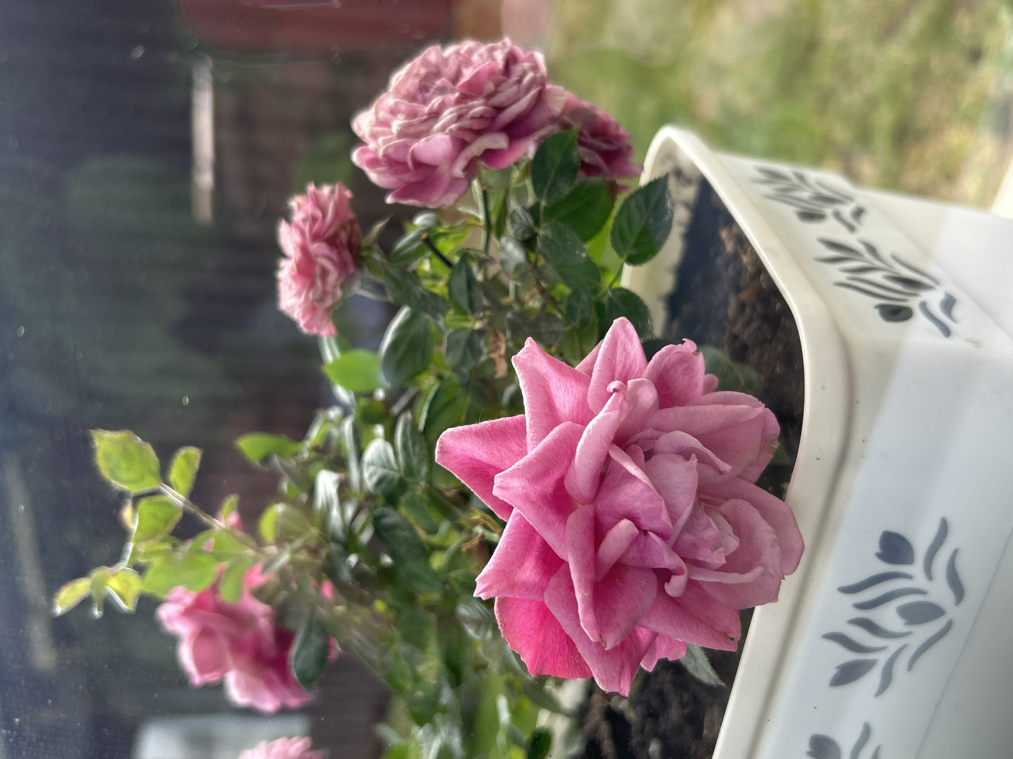 The image shows a pink rose plant in a white pot with a leafy pattern. The plant has multiple blooms in varying stages. It's positioned indoors, likely on a windowsill, with an out-of-focus exterior visible through the glass. There is no evidence to suggest a specific location within the city of Sofia, Bulgaria. There are no people, actions, or interactions visible. The environment is neutral, with a focus on the plant and the blurred background.