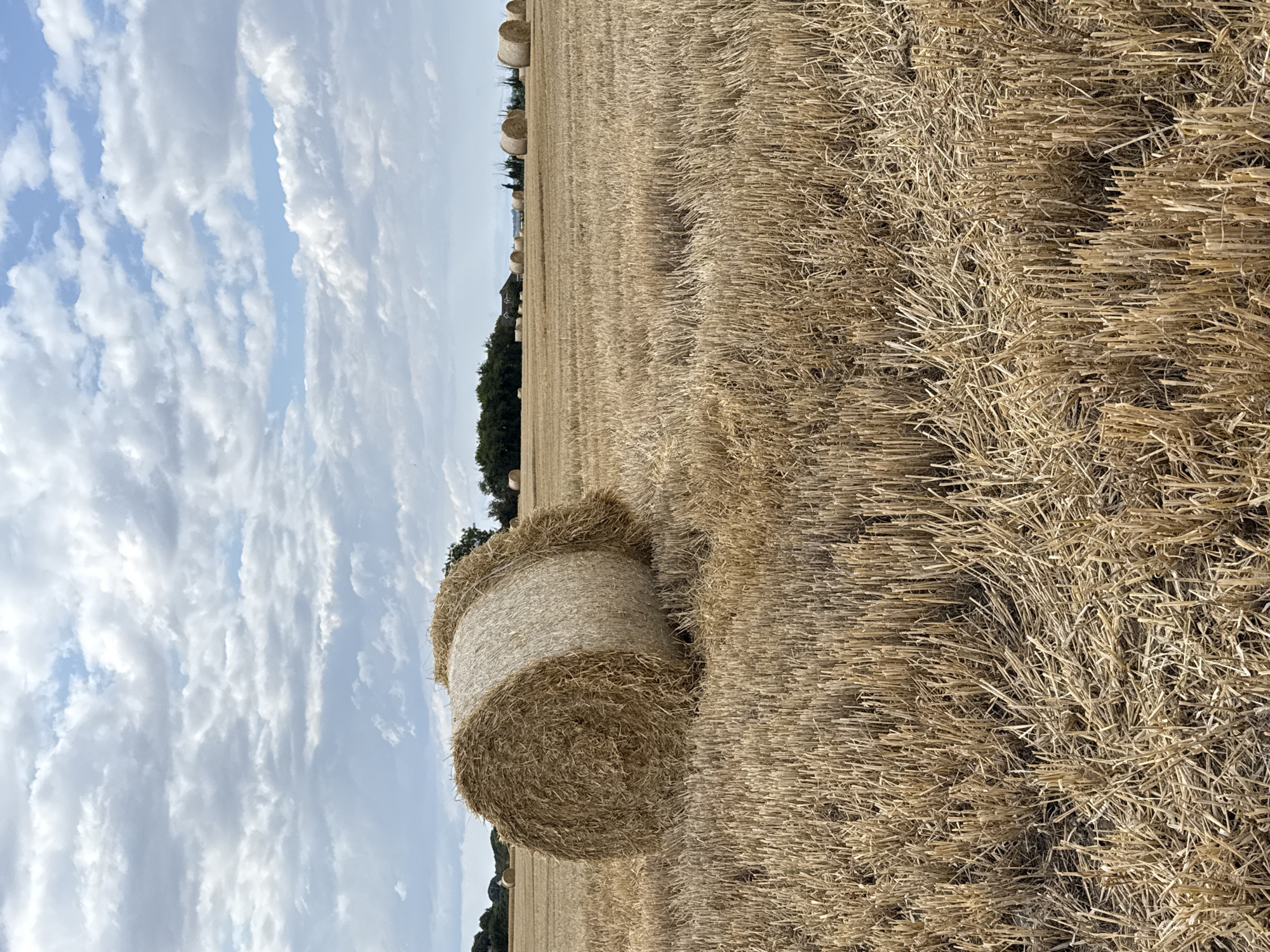 The image displays a rural landscape featuring a field of harvested wheat stubble with several round hay bales scattered across it. The foreground is dominated by the dry, yellow stubble, some of which appears freshly cut. A large hay bale is positioned prominently on the left side of the frame, with its rough, textured surface and straw-like material clearly visible. In the mid-ground and background, more hay bales of varying sizes are visible, receding into the distance. Beyond the field, a line of trees forms a dark green border against the horizon. A few distant structures, possibly houses, are discernible among the trees. The sky is partly cloudy with a mix of white cumulus clouds and patches of blue sky. The overall impression is one of a typical agricultural scene during harvest season. This image does not depict the city of Great Yarmouth, United Kingdom, and therefore no specific location within it can be identified.