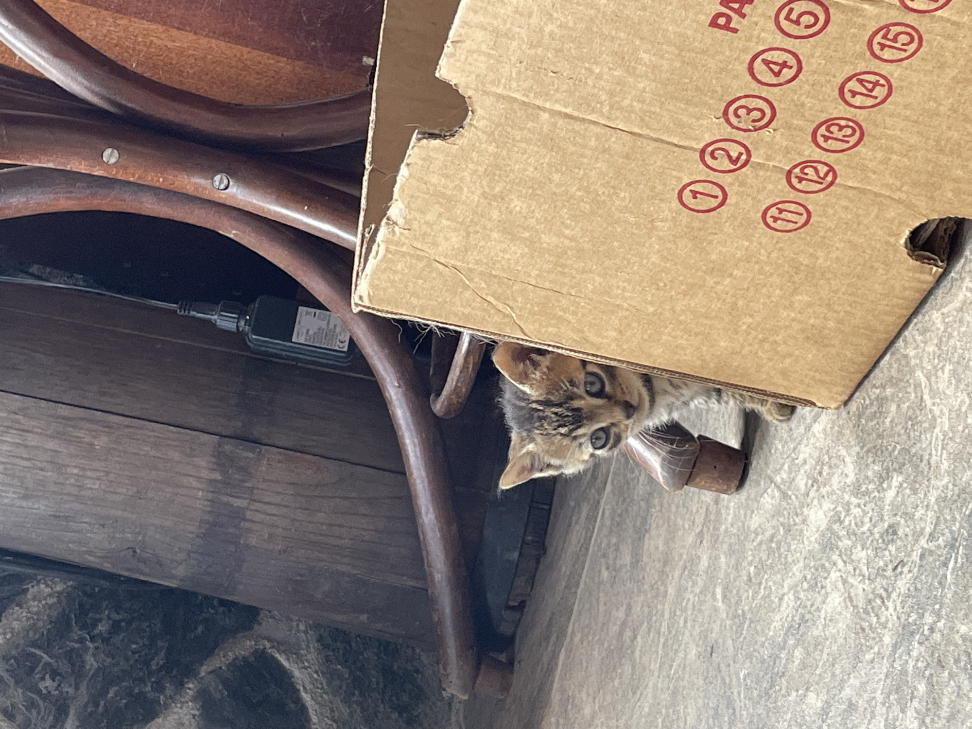 A kitten peeks out from underneath a cardboard box, which is partially obscured by a brown wooden chair. The box has red numbers printed on it in a pattern. The background includes a textured gray surface and a dimly lit area under the chair. The location is Zlatograd, Bulgaria.