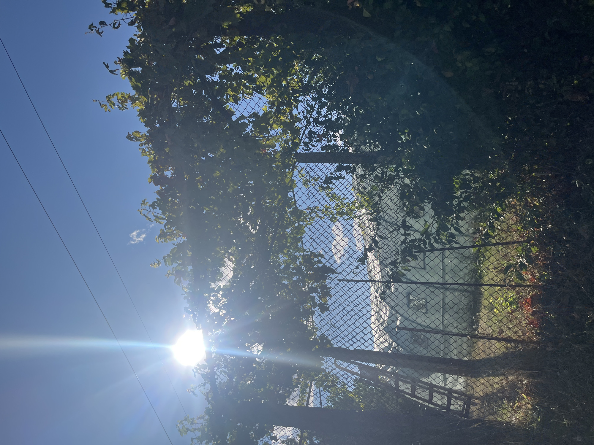 The image shows a bright sunny day with the sun shining intensely, creating a lens flare effect. The foreground is dominated by a chain-link fence and a dense overgrowth of green leaves and branches, likely from a vine or tree, forming an archway. A tree trunk is visible on the left, and a rusty, wooden ladder leans against it.
Behind the fence, a greenhouse-like structure is visible, its roof appearing to be made of a translucent material. The sky is a clear blue with a few wispy white clouds. The ground is covered in dry grass and fallen leaves. The scene suggests an outdoor, possibly semi-rural or garden setting, with a hint of an abandoned or repurposed area due to the ladder and the weathered fence.
The location is identified as Targovishte, Bulgaria.