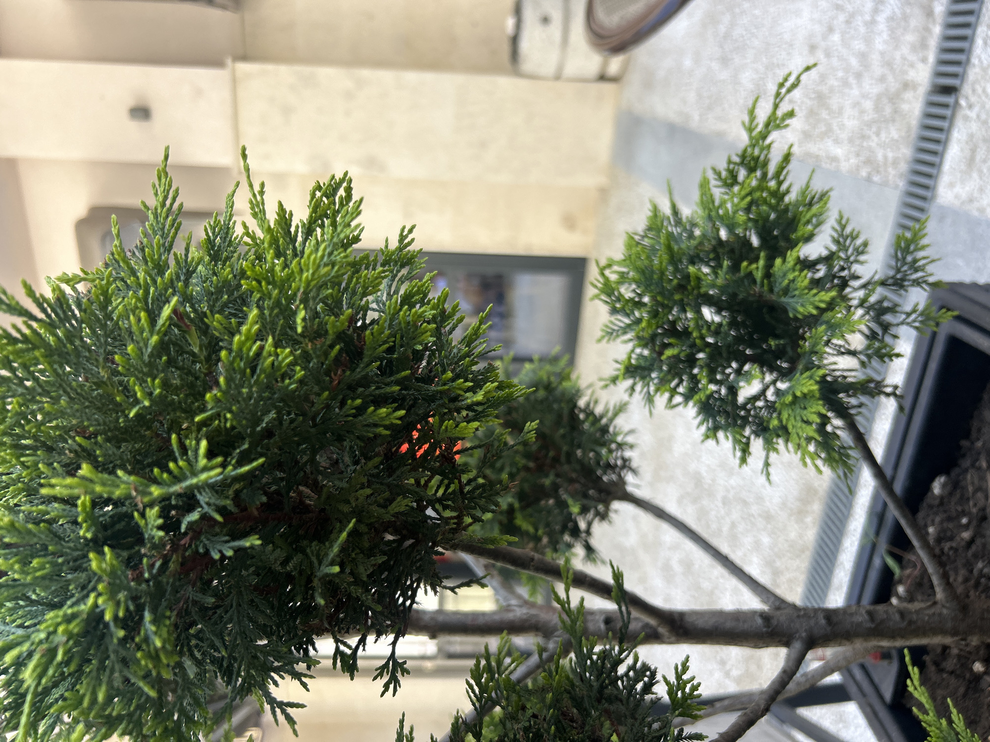 The image depicts a top-down, close-up view of a bonsai tree with multiple green tufts of foliage. The tree's branches are light brown and appear somewhat bare in areas between the green foliage. The tree is planted in a black container, with soil visible.
In the blurred background, a building with a light beige exterior can be seen, with a partially visible window. A section of a gray and white tiled surface is also present in the background.