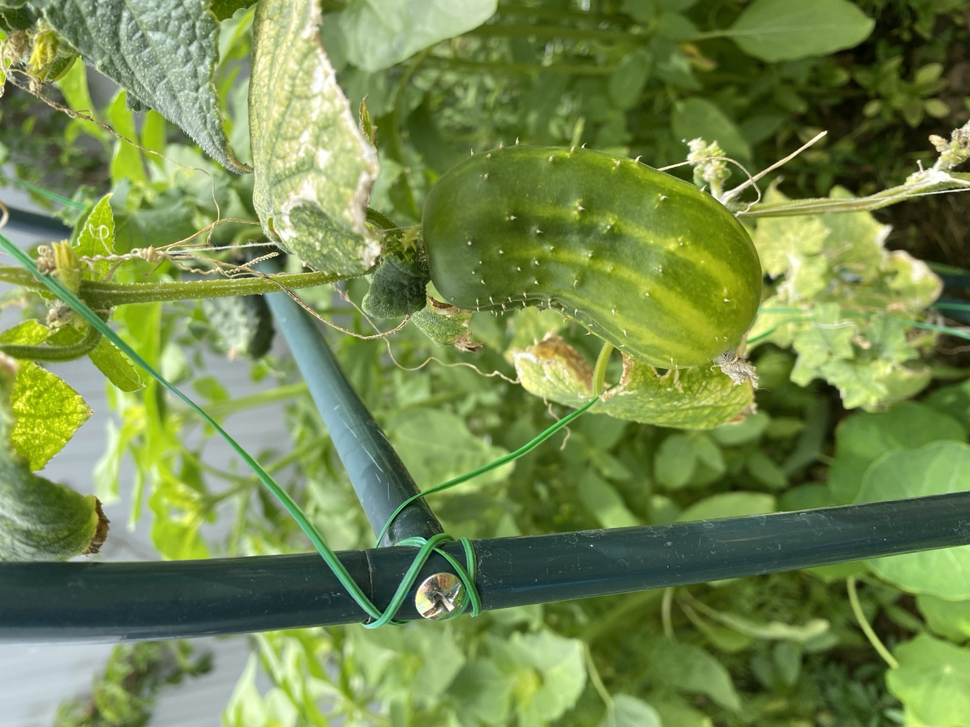A close-up, eye-level shot focuses on a single ripe cucumber hanging from a green vine. The cucumber is a vibrant green, with lighter green stripes and tiny white spines. It is supported by a green stalk and attached to a green metal pole that runs vertically through the left side of the frame. A green wire is wrapped around the pole, securing a horizontal green metal bar that extends from the pole. In the background, lush green foliage forms a dense, out-of-focus backdrop. The lighting suggests it is daytime, with bright natural light illuminating the scene. The overall impression is that of a garden setting.