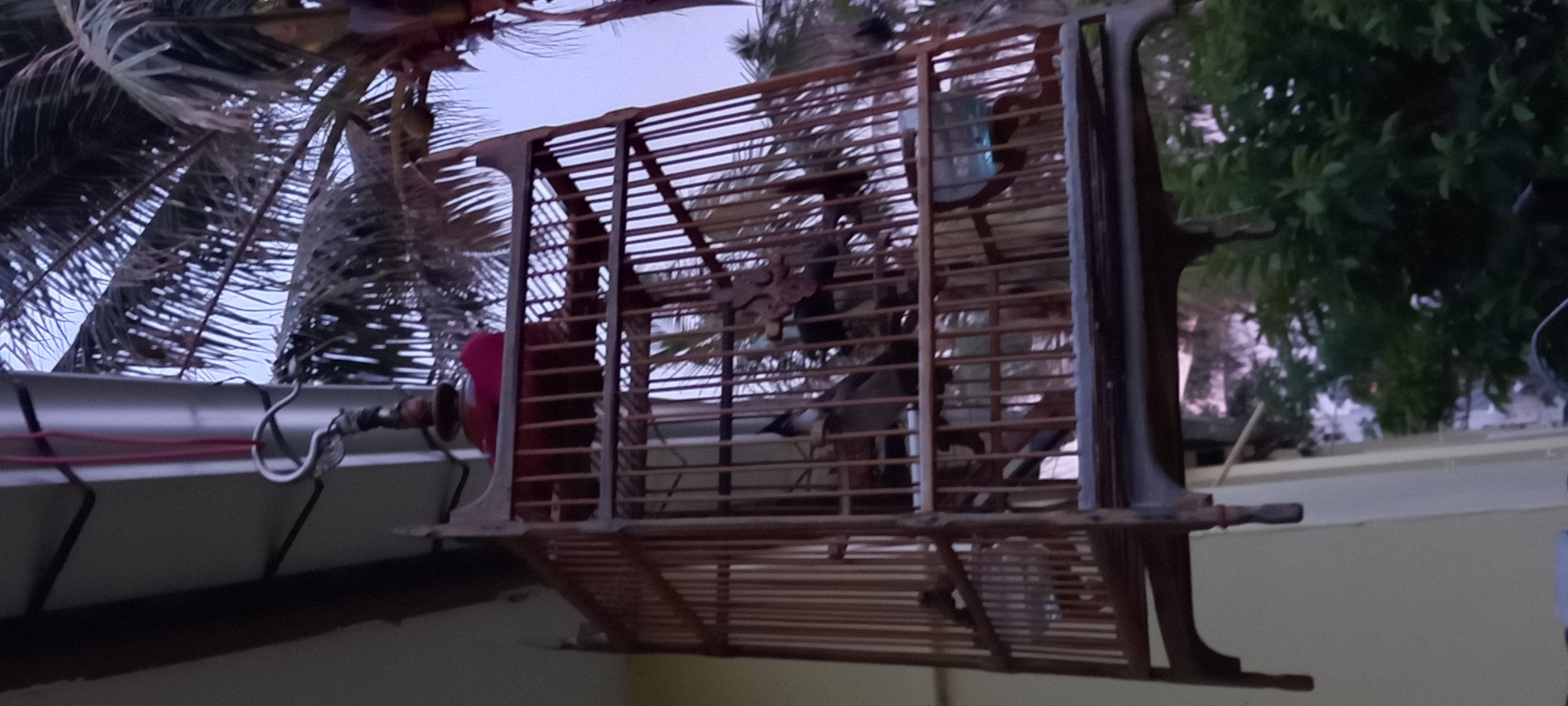Observed in Baan Chaloklum, Thailand, is a weathered, brown, antique-style birdcage, suspended from a building's rain gutter using a metal hook. Inside, two birds are visible, along with a water bottle. The cage's construction includes horizontal wooden slats and decorative wooden elements. The scene is set against a backdrop of palm trees and other foliage, with a pale sky visible in the background.