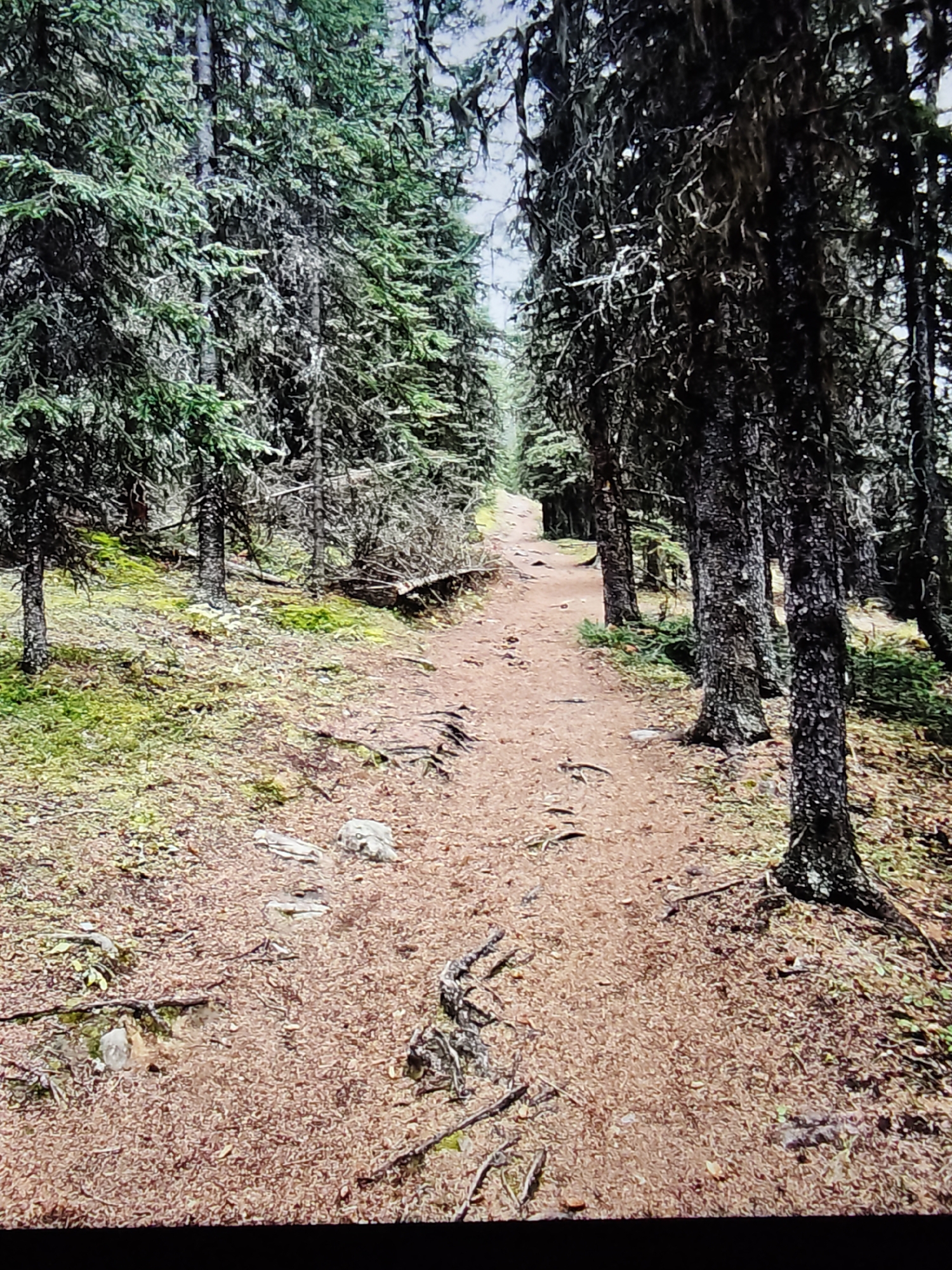 The image depicts a narrow, dirt path winding through a dense forest. The path is covered in fine, reddish-brown debris, possibly pine needles or wood shavings, and is flanked by the trunks of numerous trees. The trees on the left side of the path appear to be evergreen with dense green foliage, while those on the right are also evergreen but have a more sparse, gnarled appearance, some draped with lichen. The ground beside the path is uneven, with patches of green moss or low-lying vegetation and exposed tree roots. Several small rocks are visible on the path and the surrounding ground. The overall impression is of a natural, undeveloped forest trail. The image was captured in a natural setting, not in the city of Calgary, Canada.