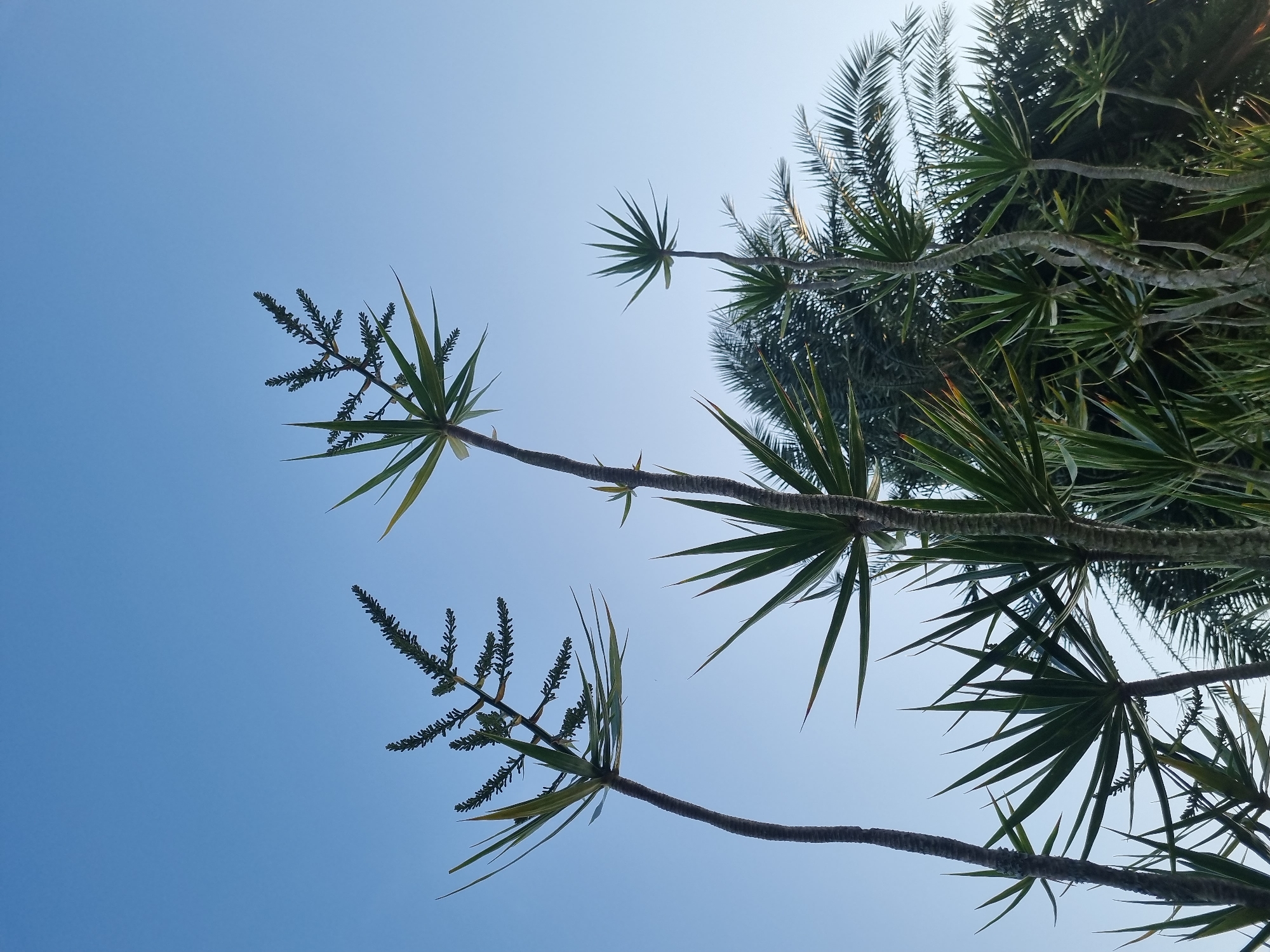 The image shows a low-angle view of several Dracaena trees against a clear blue sky. The trees have long, slender trunks topped with clusters of spiky green leaves. Some of the trees are flowering, with long, branched stalks bearing small, dark buds or flowers. In the background, other palm-like trees are visible, creating a dense green canopy. The scene appears to be outdoors, likely in a tropical or subtropical climate, given the presence of these types of plants. The image was captured in Laranjal Paulista, Brazil.